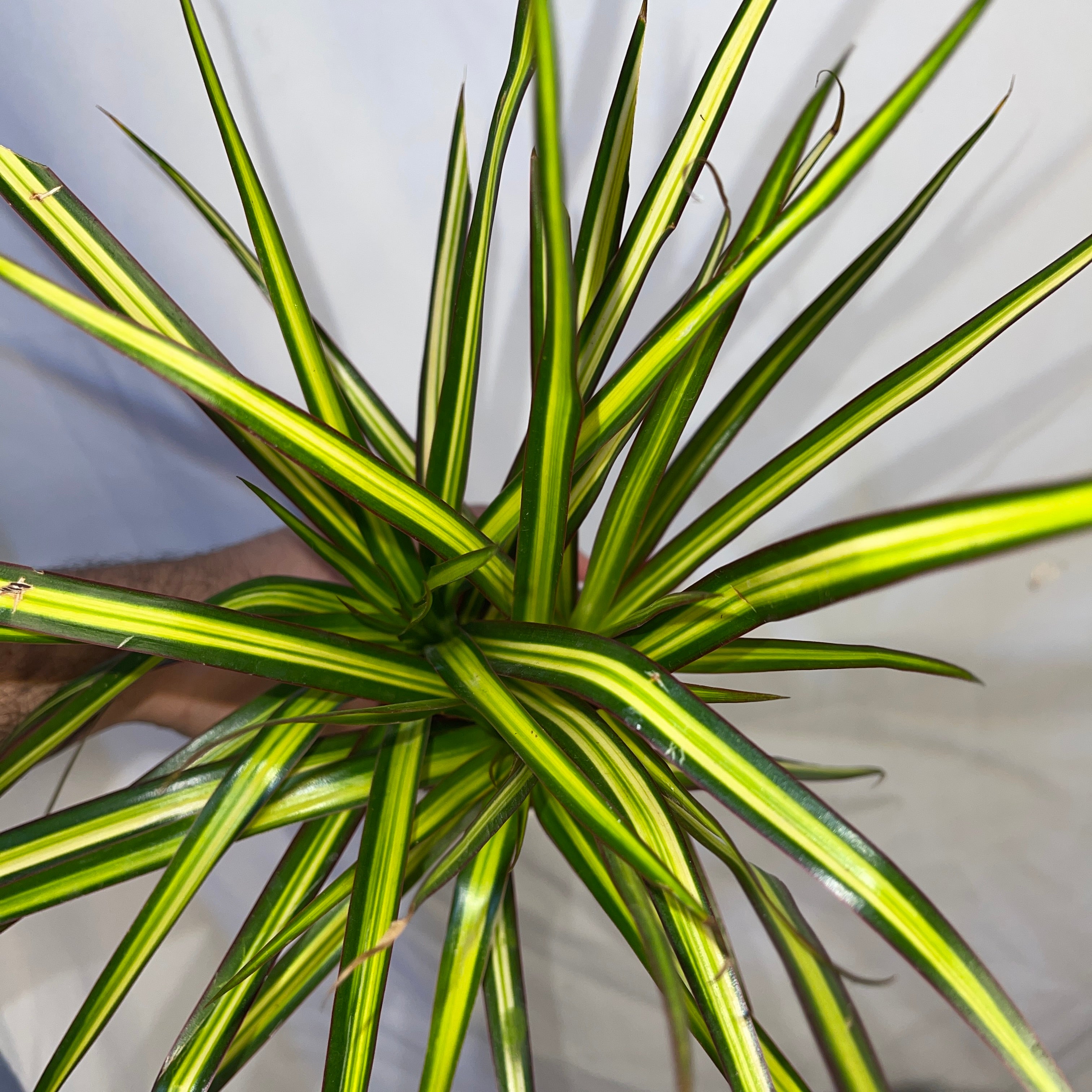 Dracaena Sunshine 4 Inch Pot