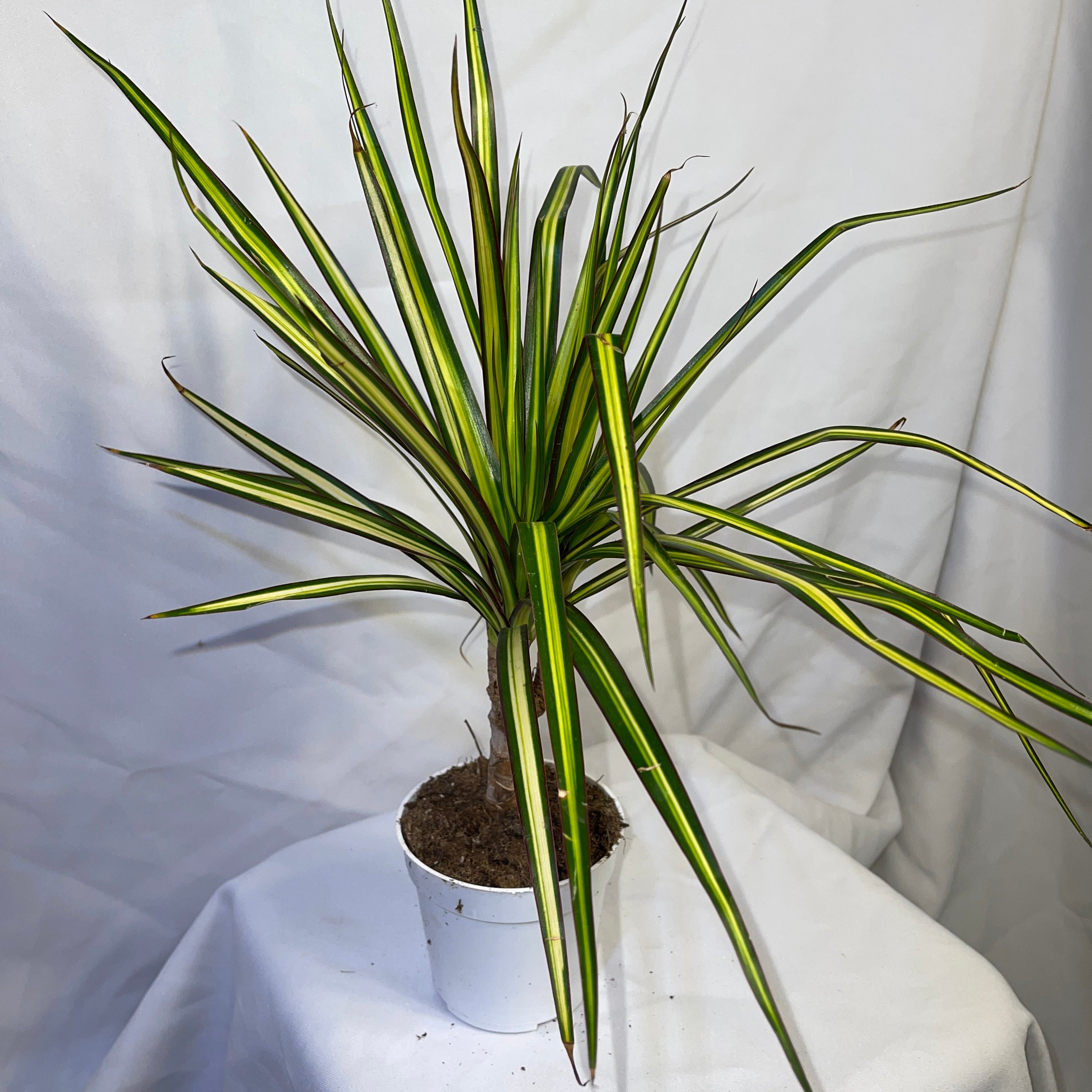 Dracaena Sunshine 4 Inch Pot