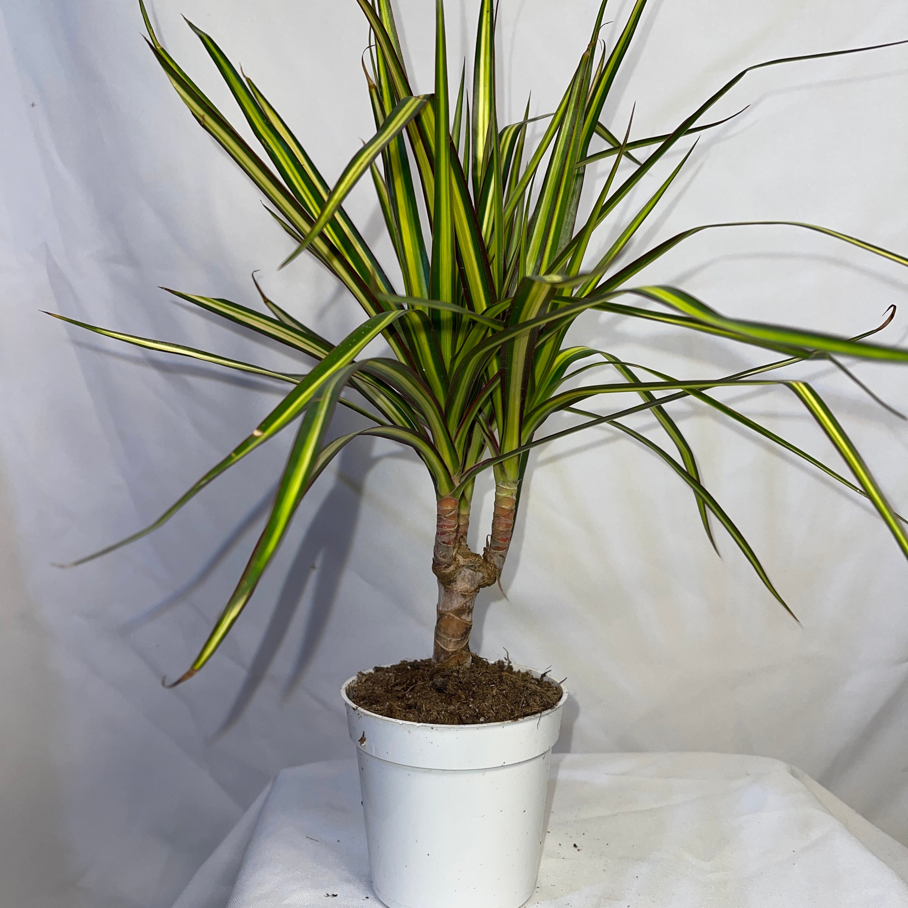 Dracaena Sunshine 4 Inch Pot