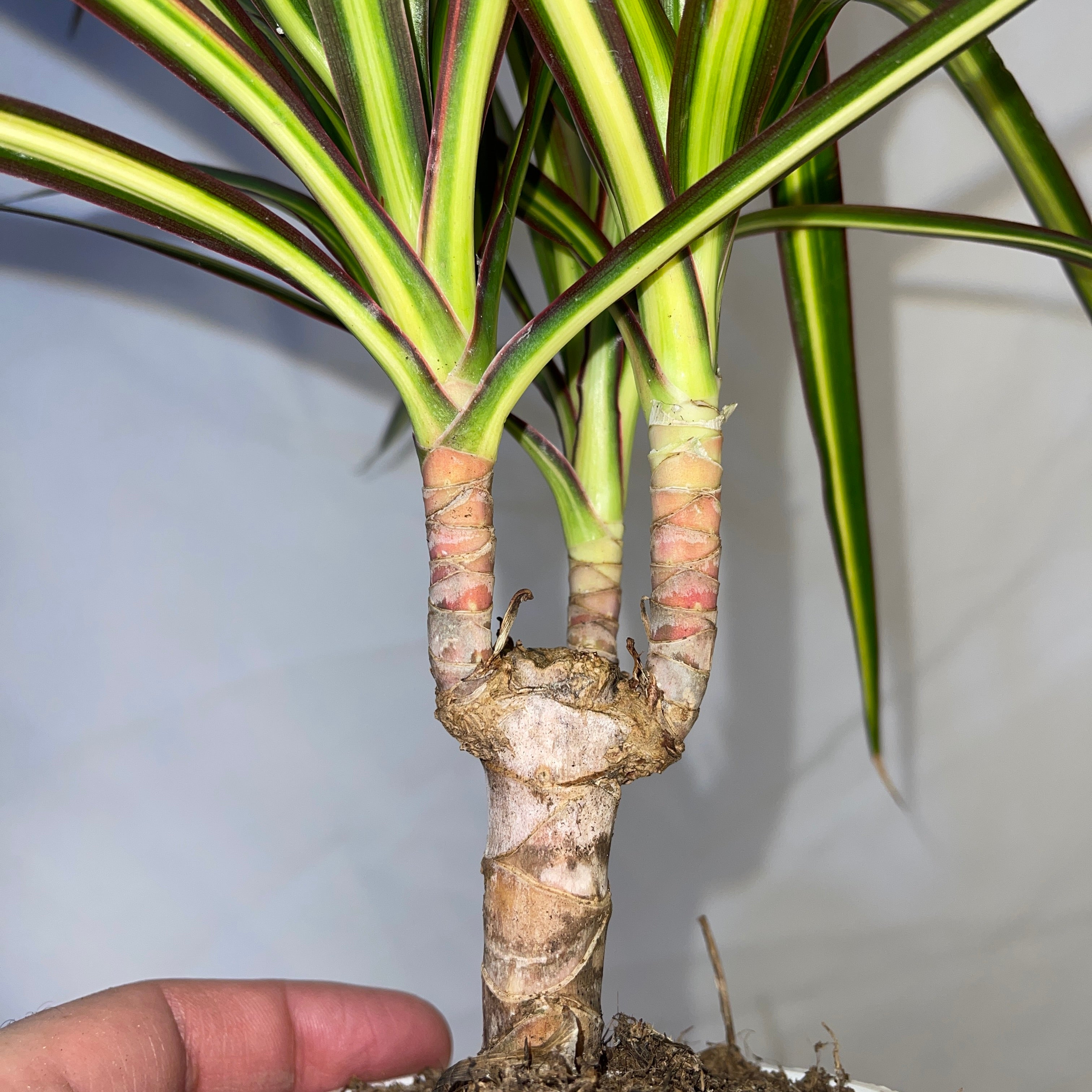 Dracaena Sunshine 4 Inch Pot