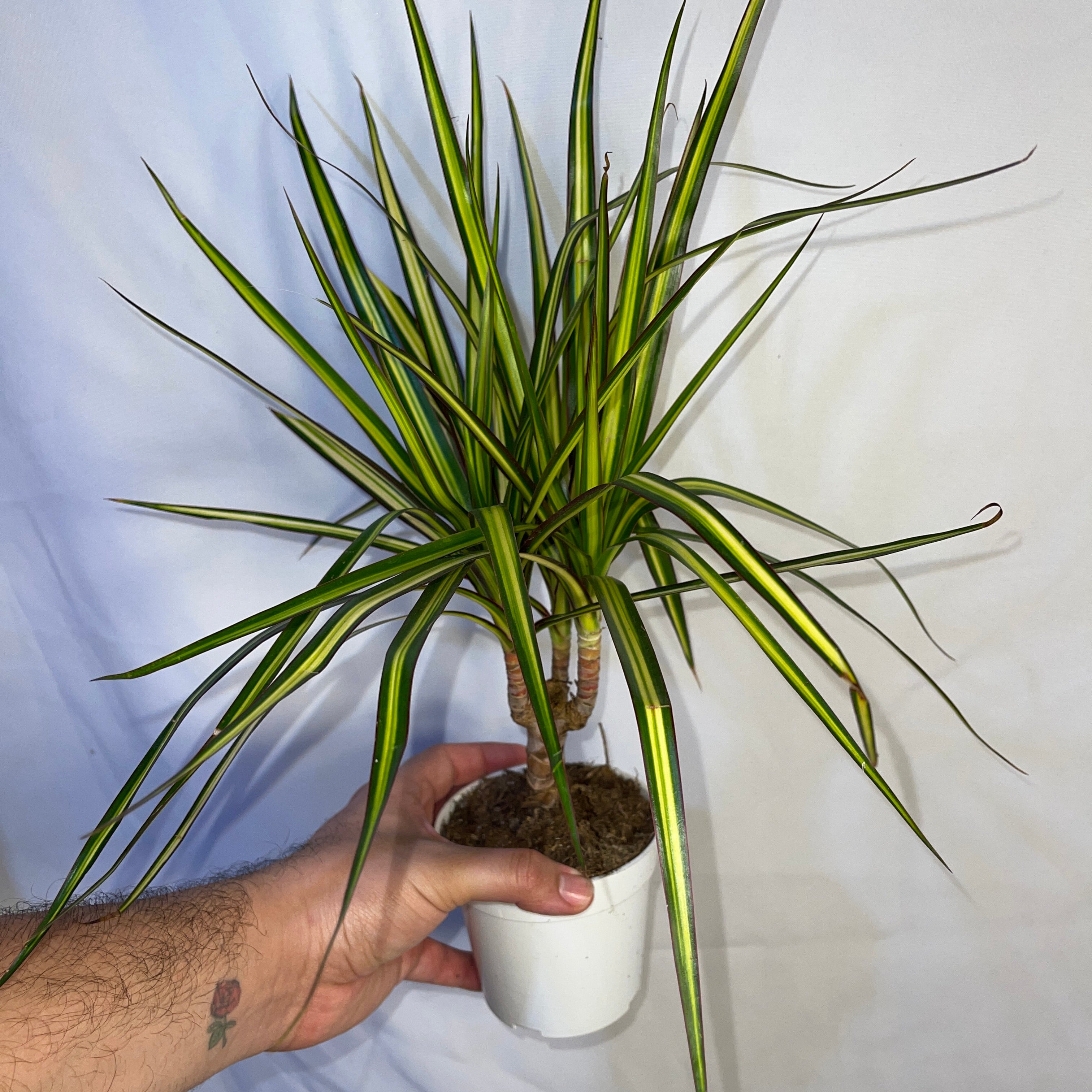 Dracaena Sunshine 4 Inch Pot