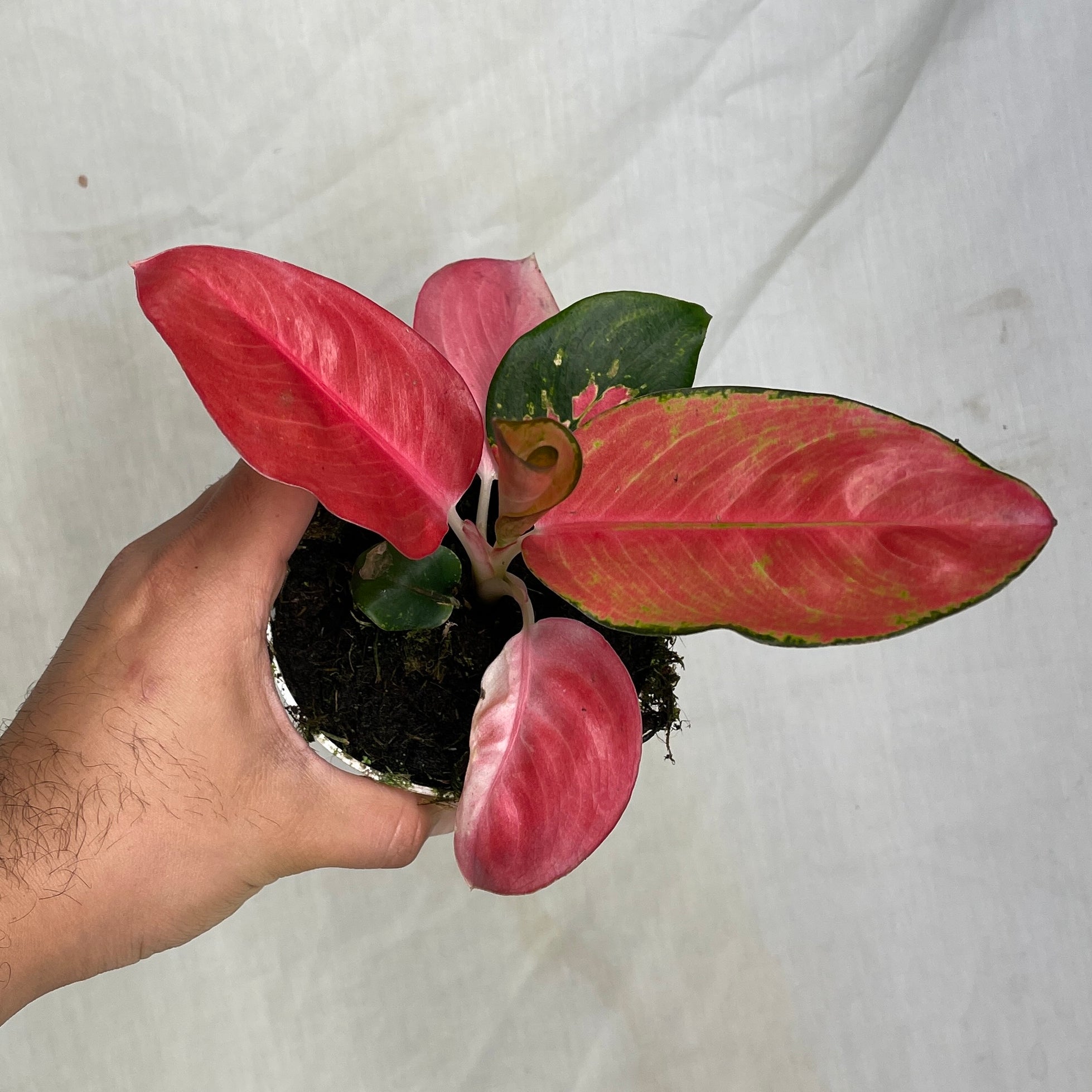 China Red Aglaonema 4" Pot