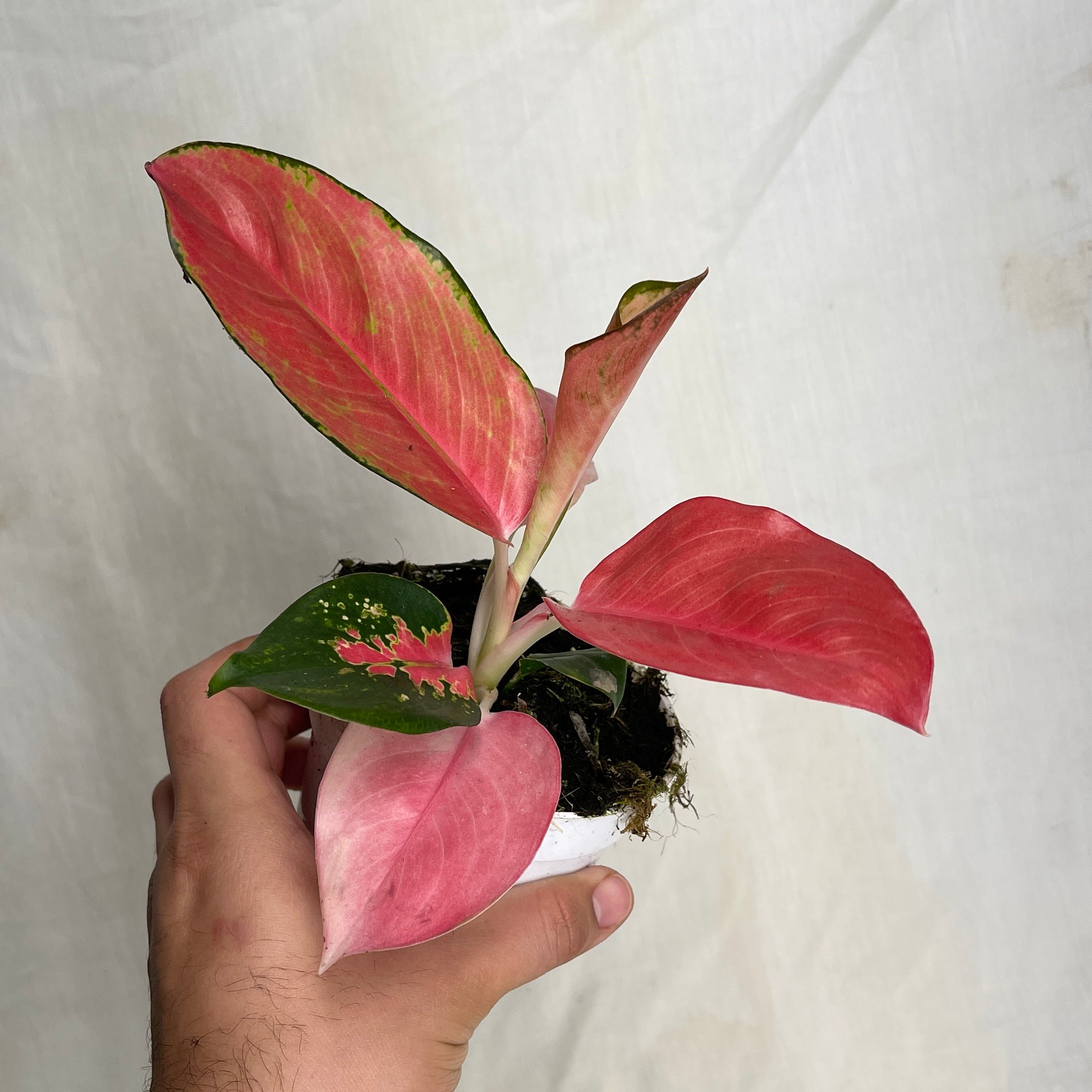 China Red Aglaonema 4" Pot