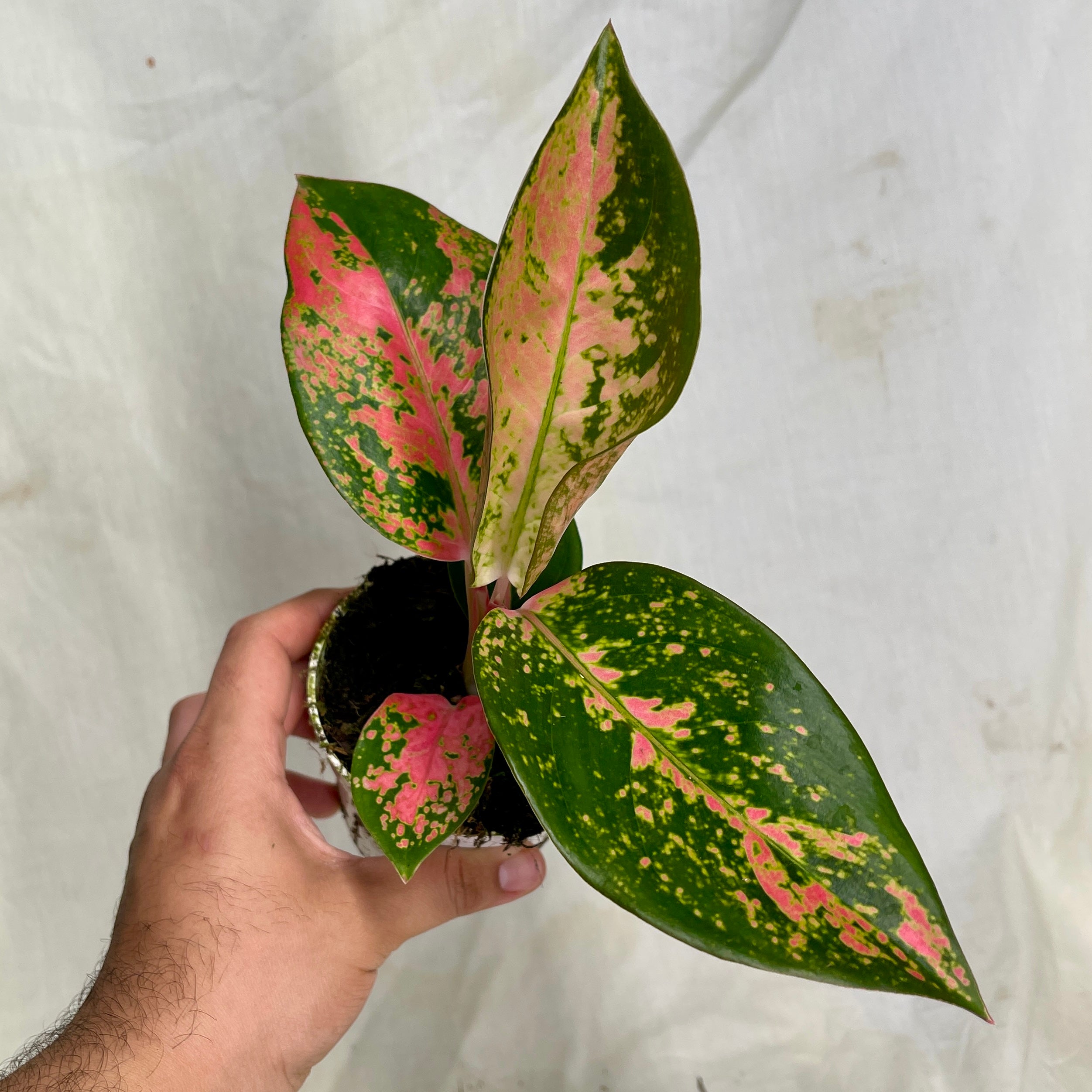 China Red Aglaonema 4" Pot