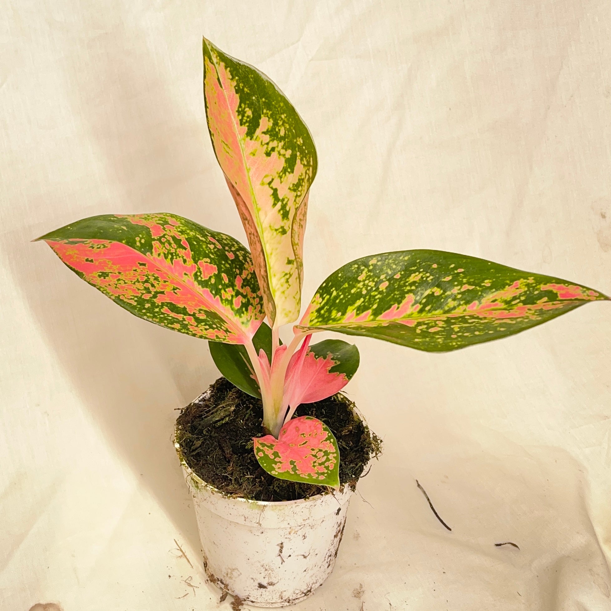 China Red Aglaonema 4" Pot