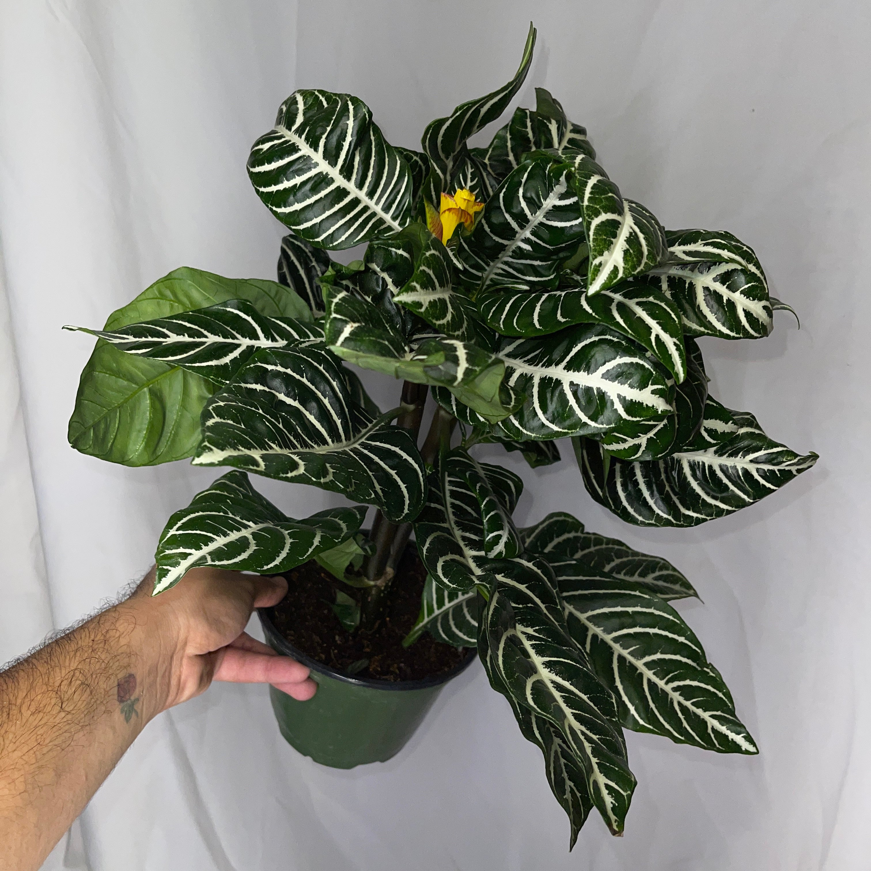 Zebra Plant 6” Inch Pot