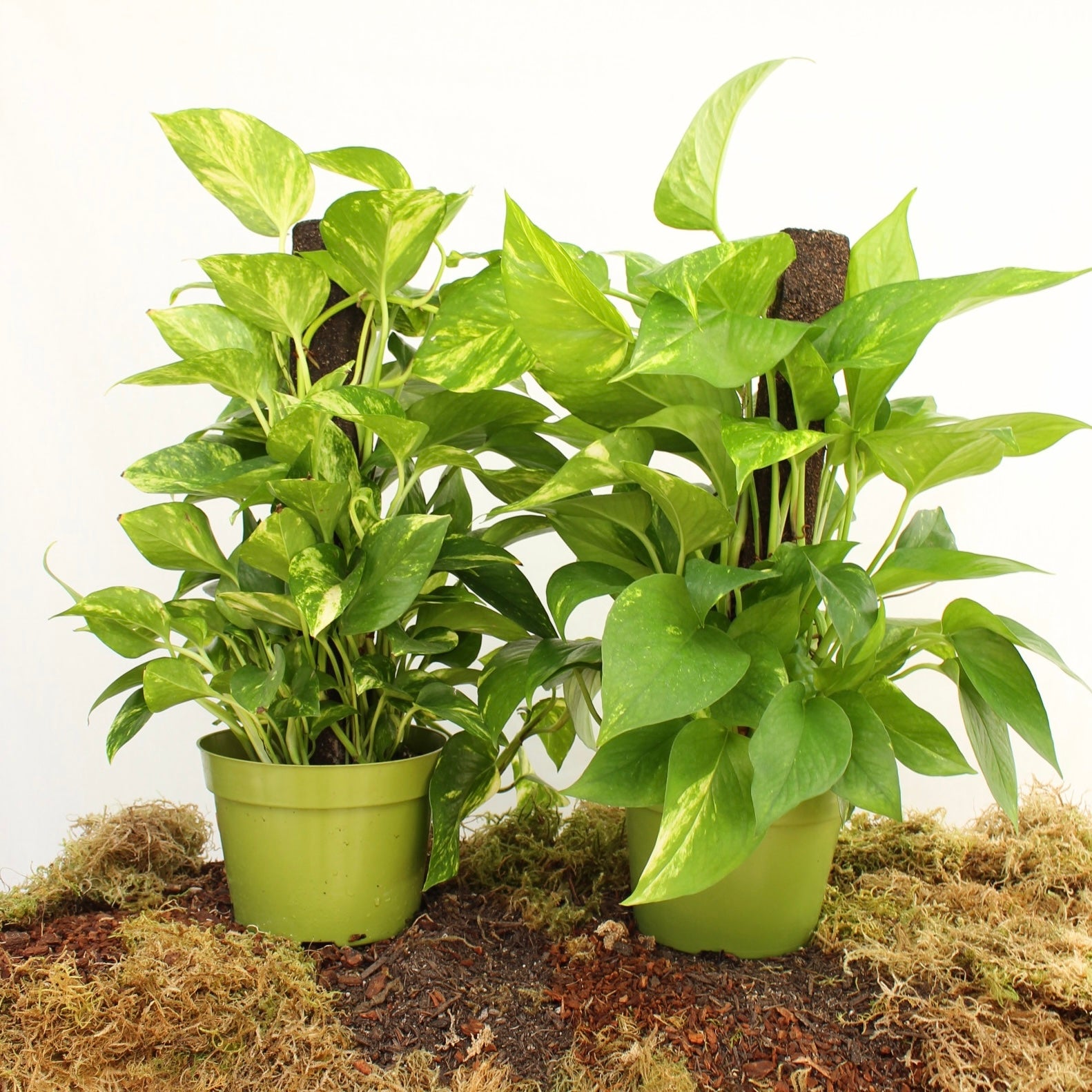 Golden Pothos on Trellis 6" pot