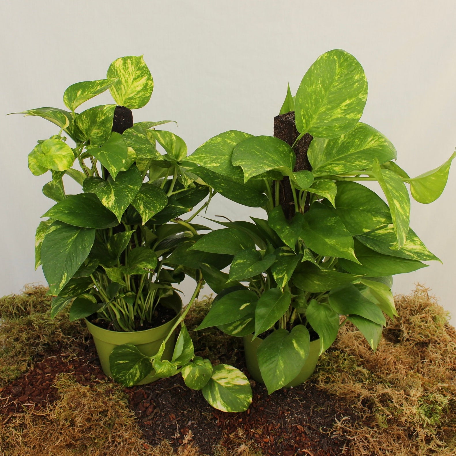 Golden Pothos on Trellis 6" pot