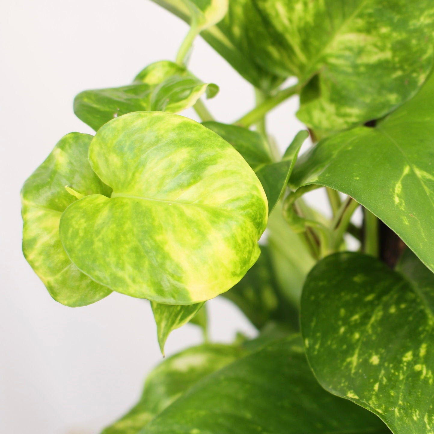 Golden Pothos on Trellis 6" pot