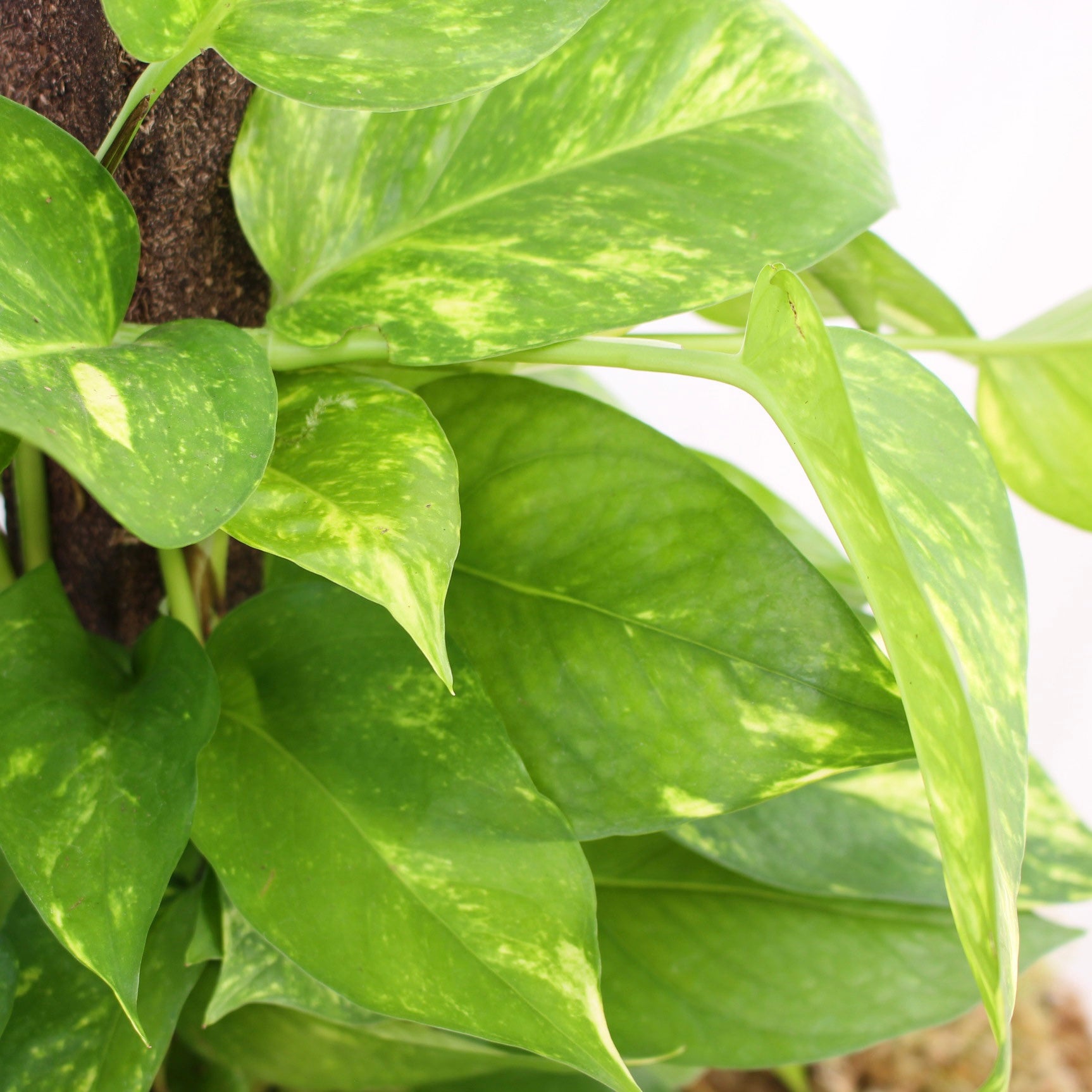 Golden Pothos on Trellis 6" pot