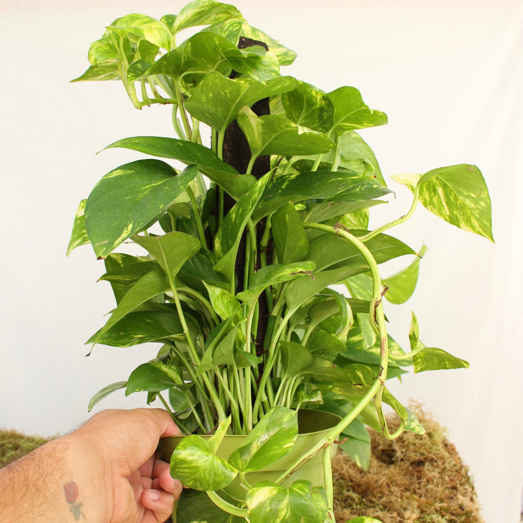 Golden Pothos on Trellis 6" pot