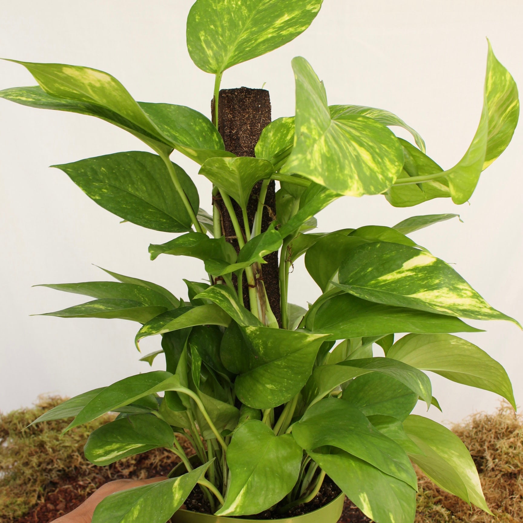 Golden Pothos on Trellis 6" pot