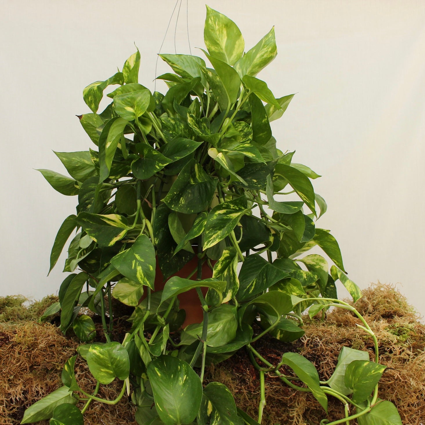 Golden Pothos Hanging 6" Pot