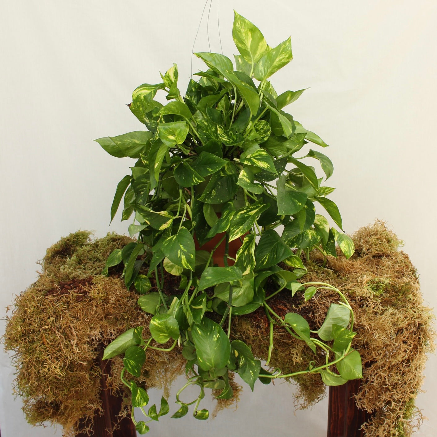 Golden Pothos Hanging 6" Pot