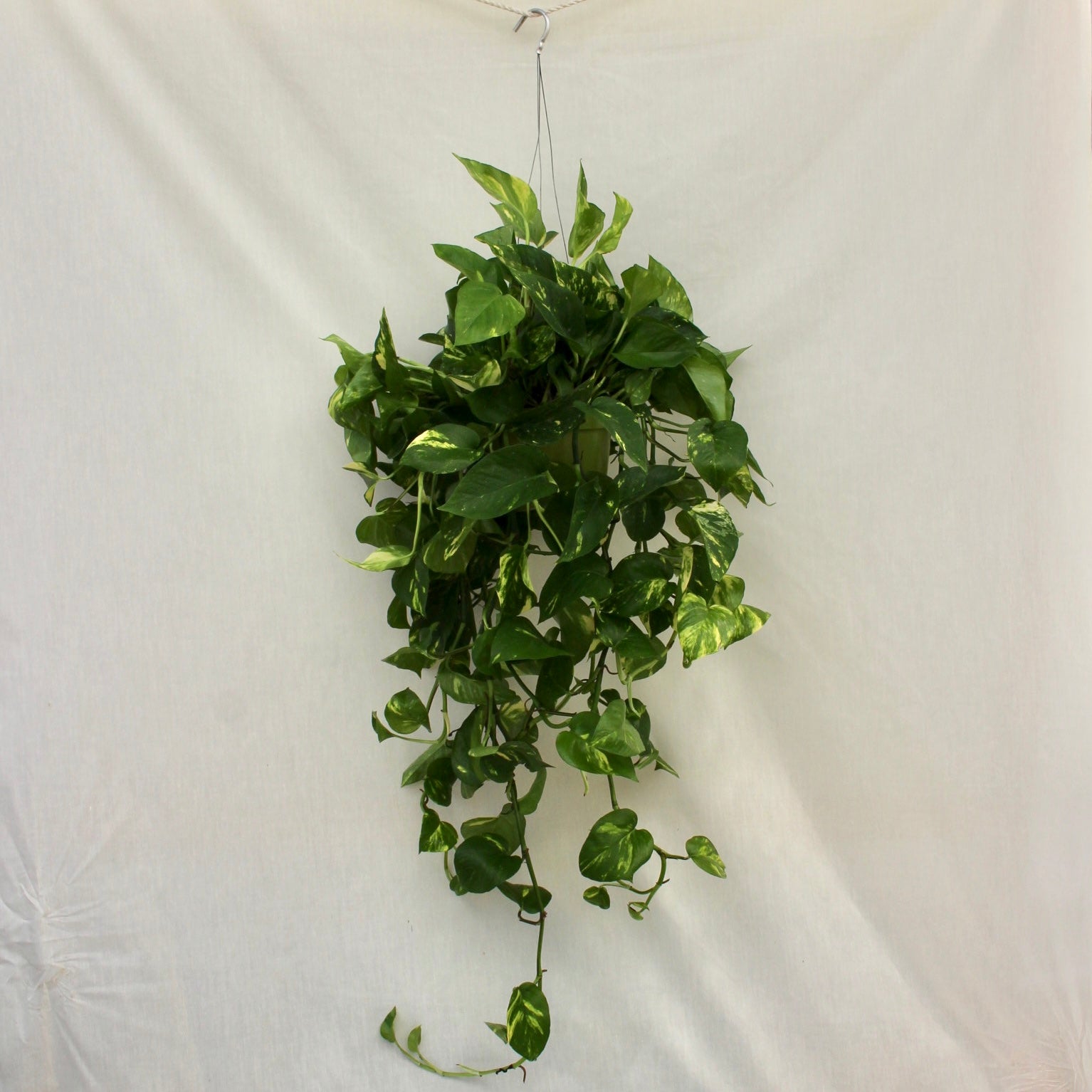 Golden Pothos Hanging 6" Pot