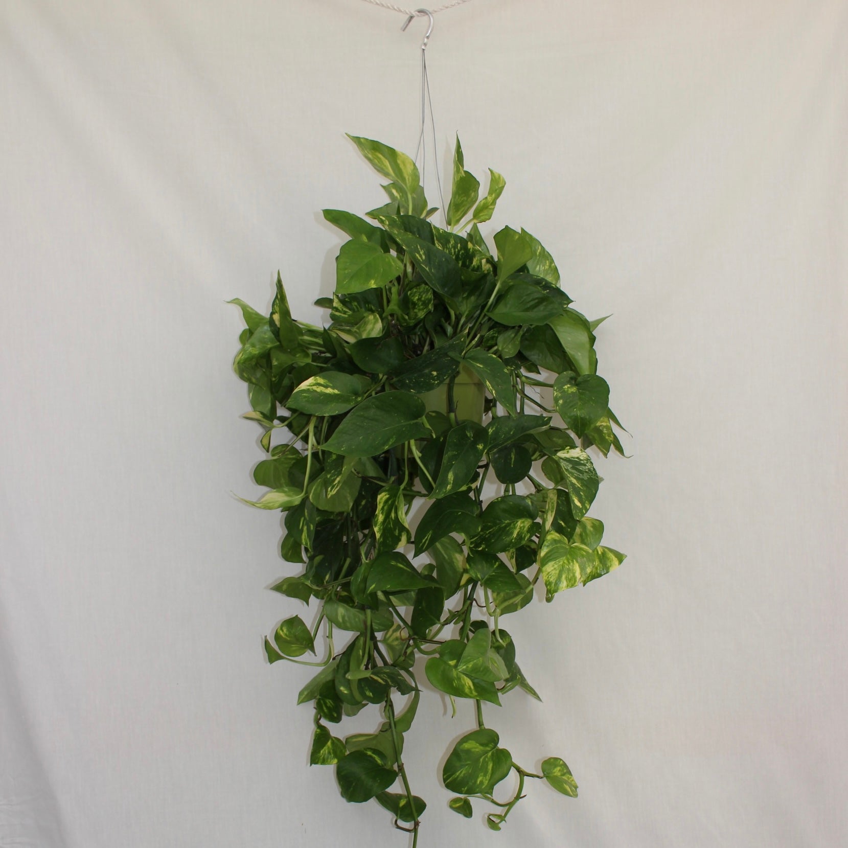 Golden Pothos Hanging 6" Pot