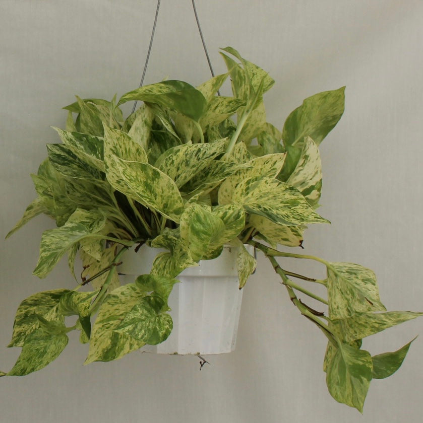 Marble Queen Pothos 6" Pot