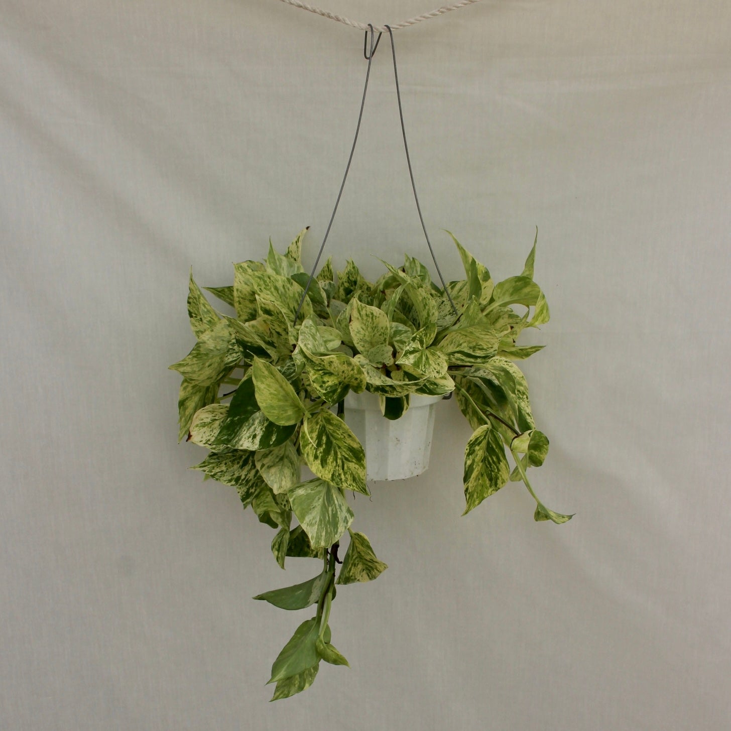 Marble Queen Pothos 6" Pot