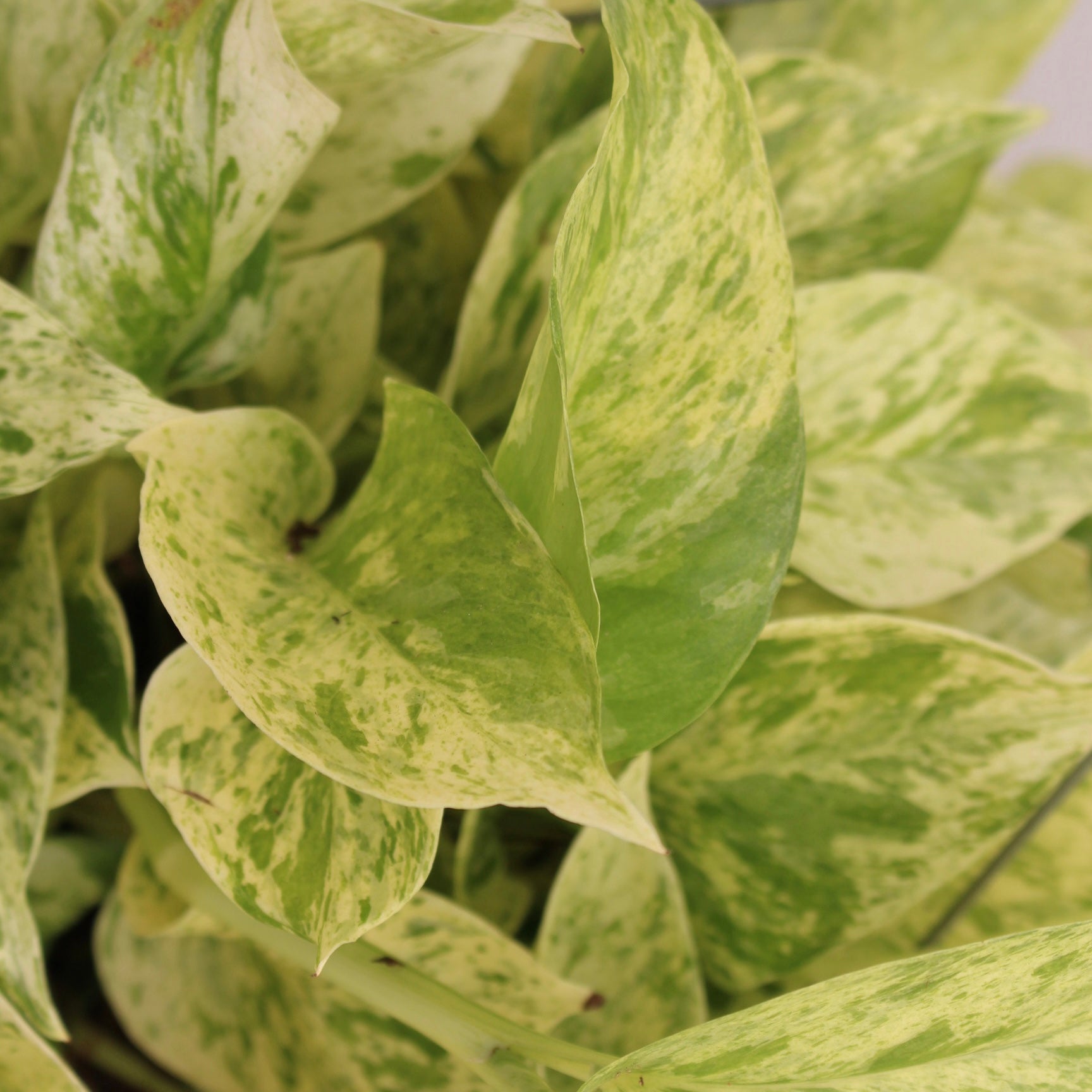 Marble Queen Pothos 6" Pot