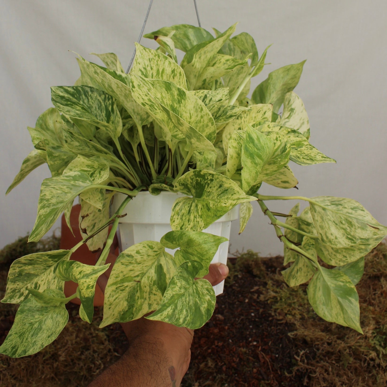 Marble Queen Pothos 6" Pot