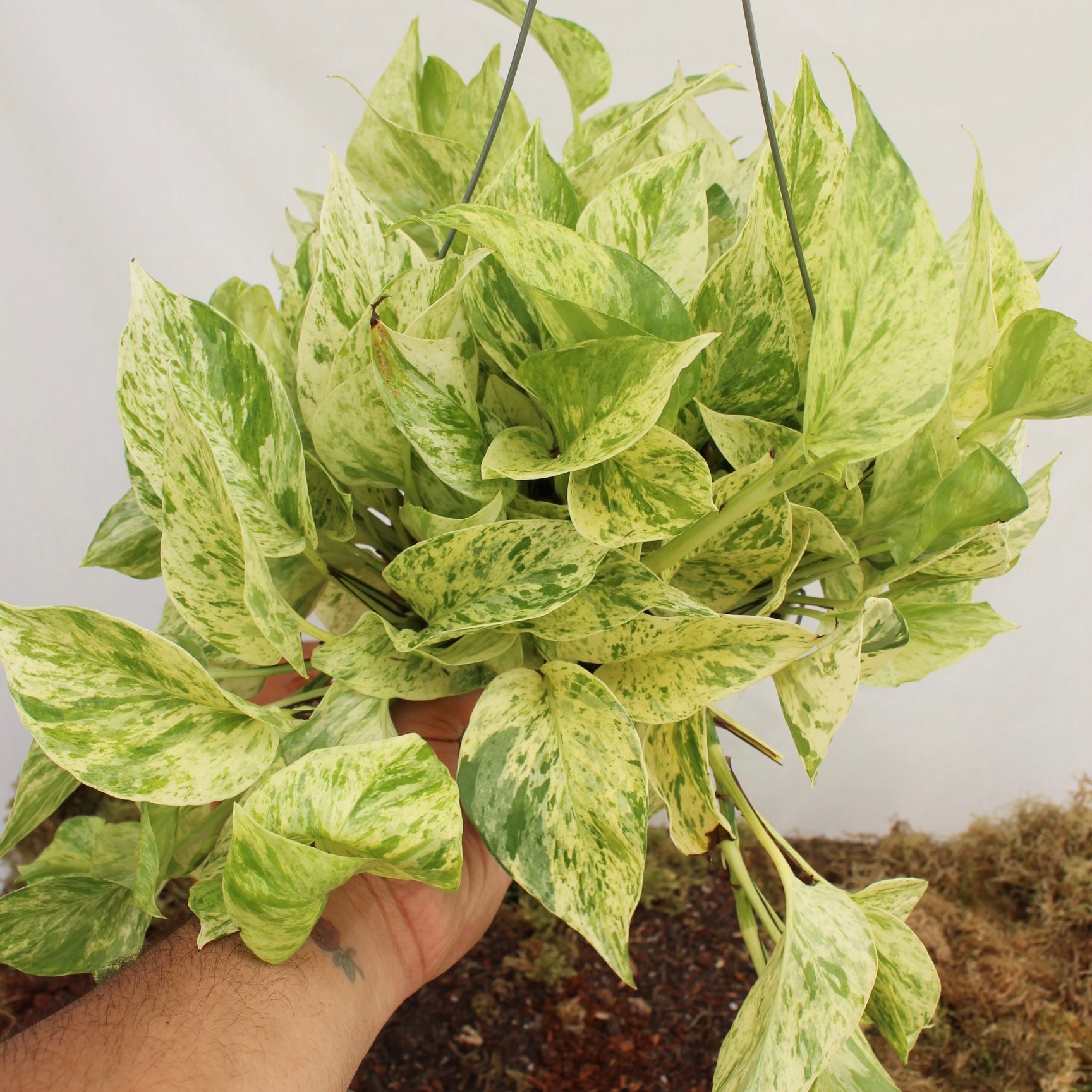 Marble Queen Pothos 6" Pot