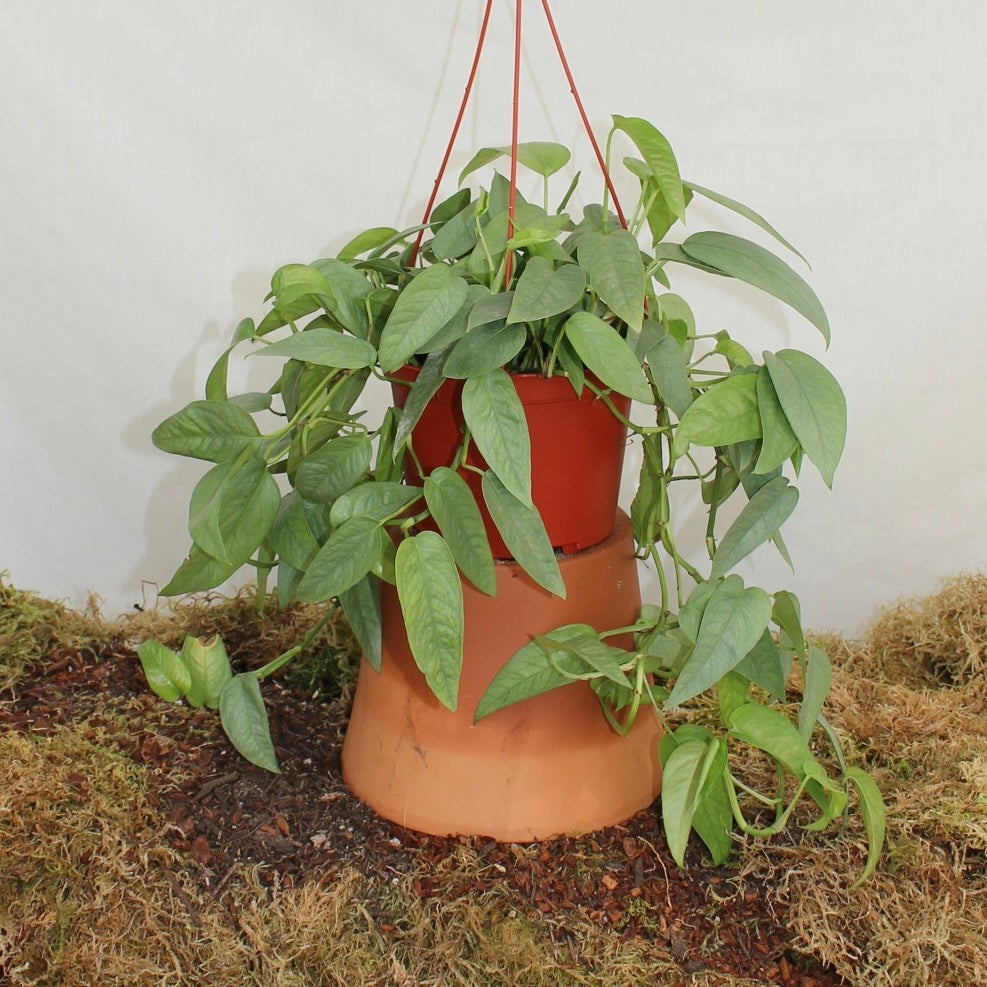 Cebu Blue Pothos 6" Pot