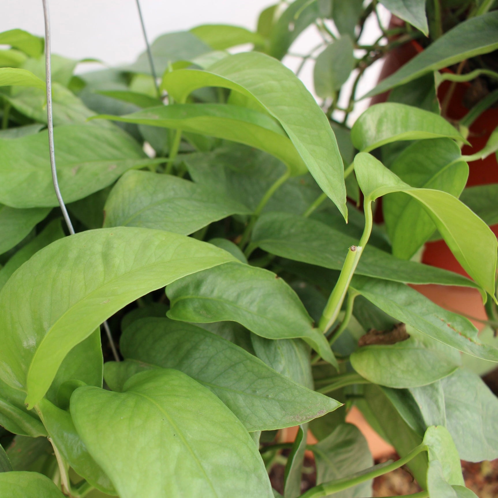 Cebu Blue Pothos 6" Pot