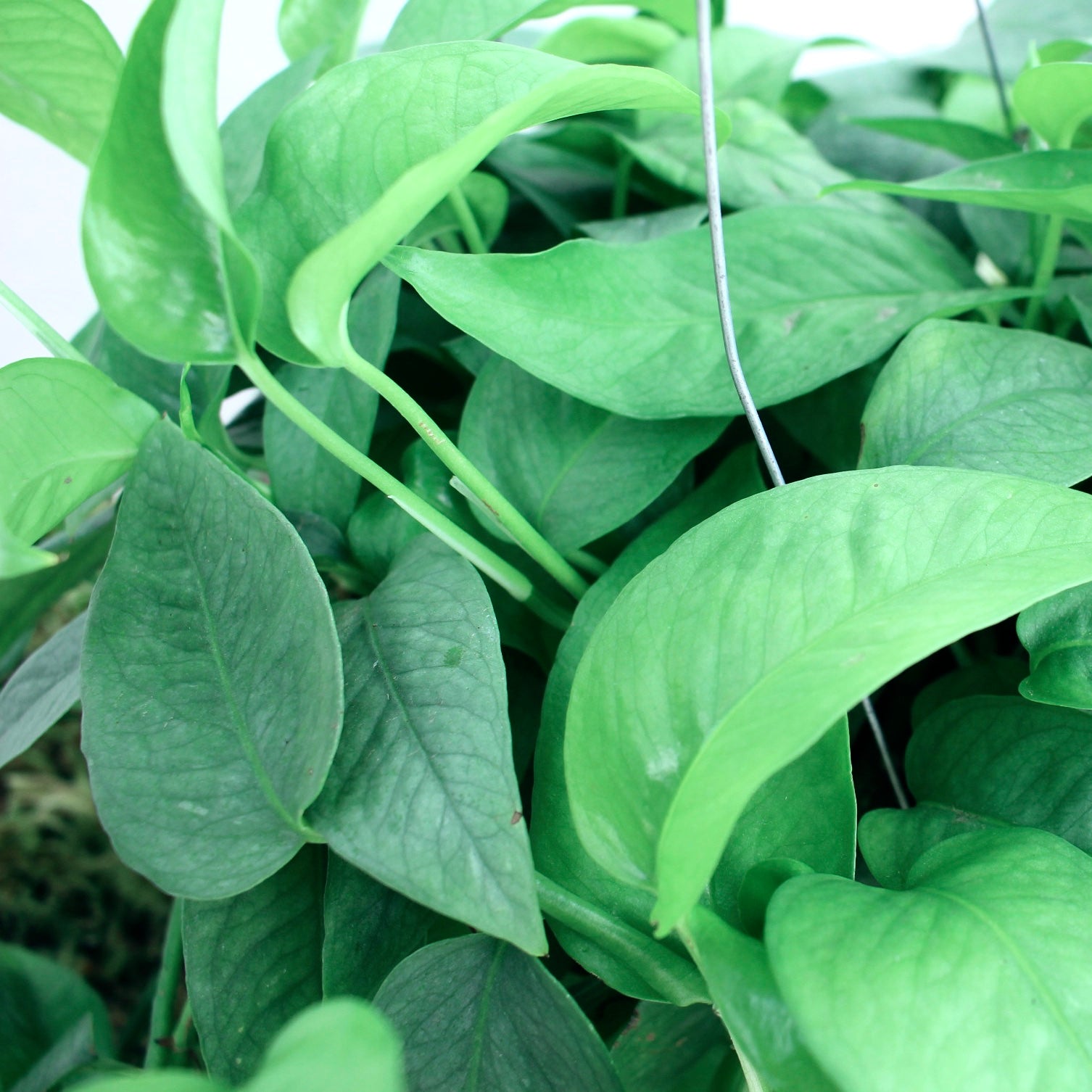 Cebu Blue Pothos 6" Pot