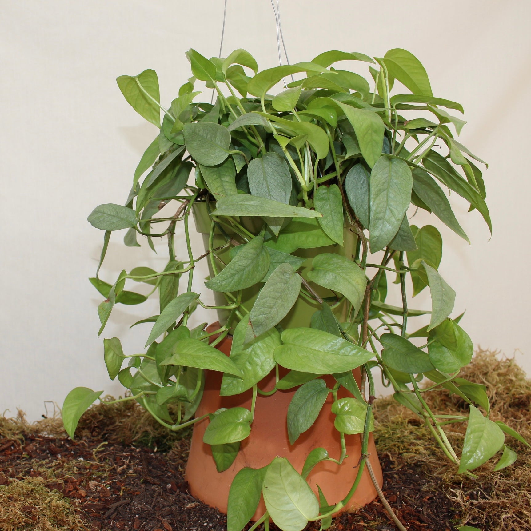 Cebu Blue Pothos 6" Pot