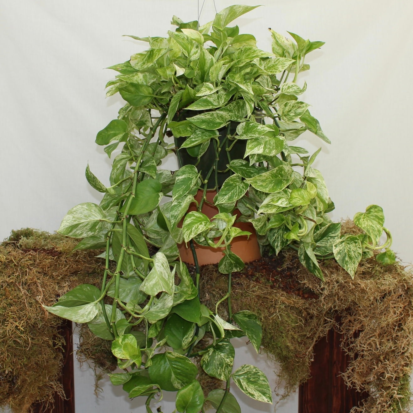 Marble Queen Pothos 8" Pot