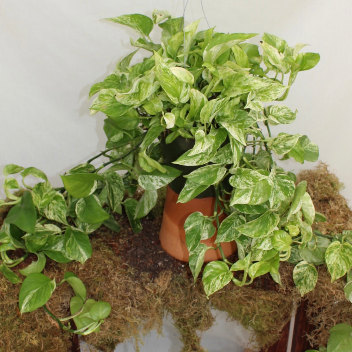 Marble Queen Pothos 8" Pot