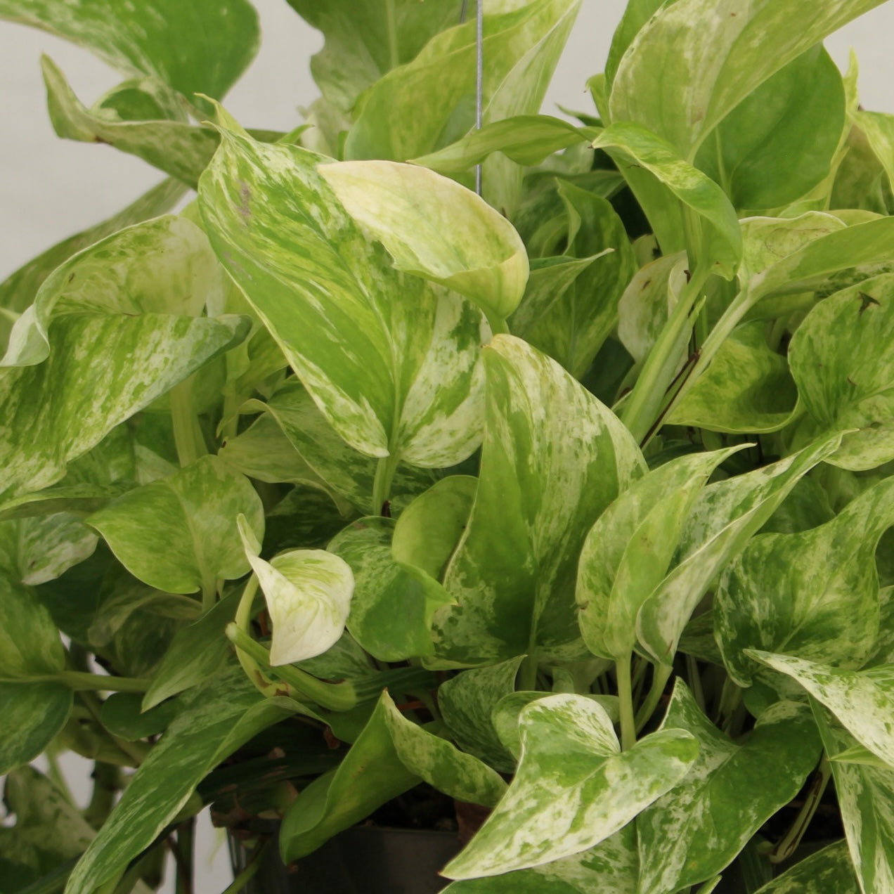 Marble Queen Pothos 8" Pot