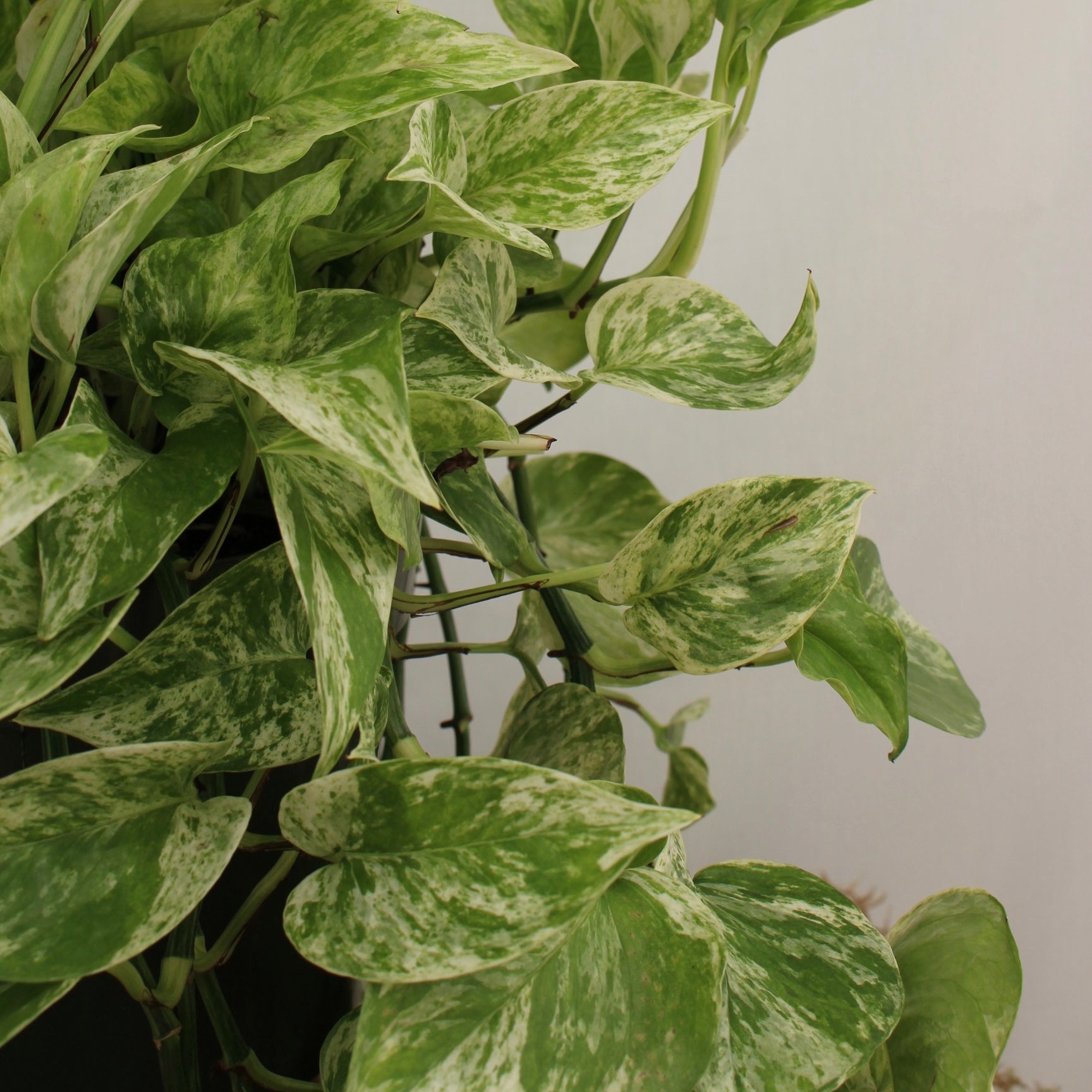 Marble Queen Pothos 8" Pot