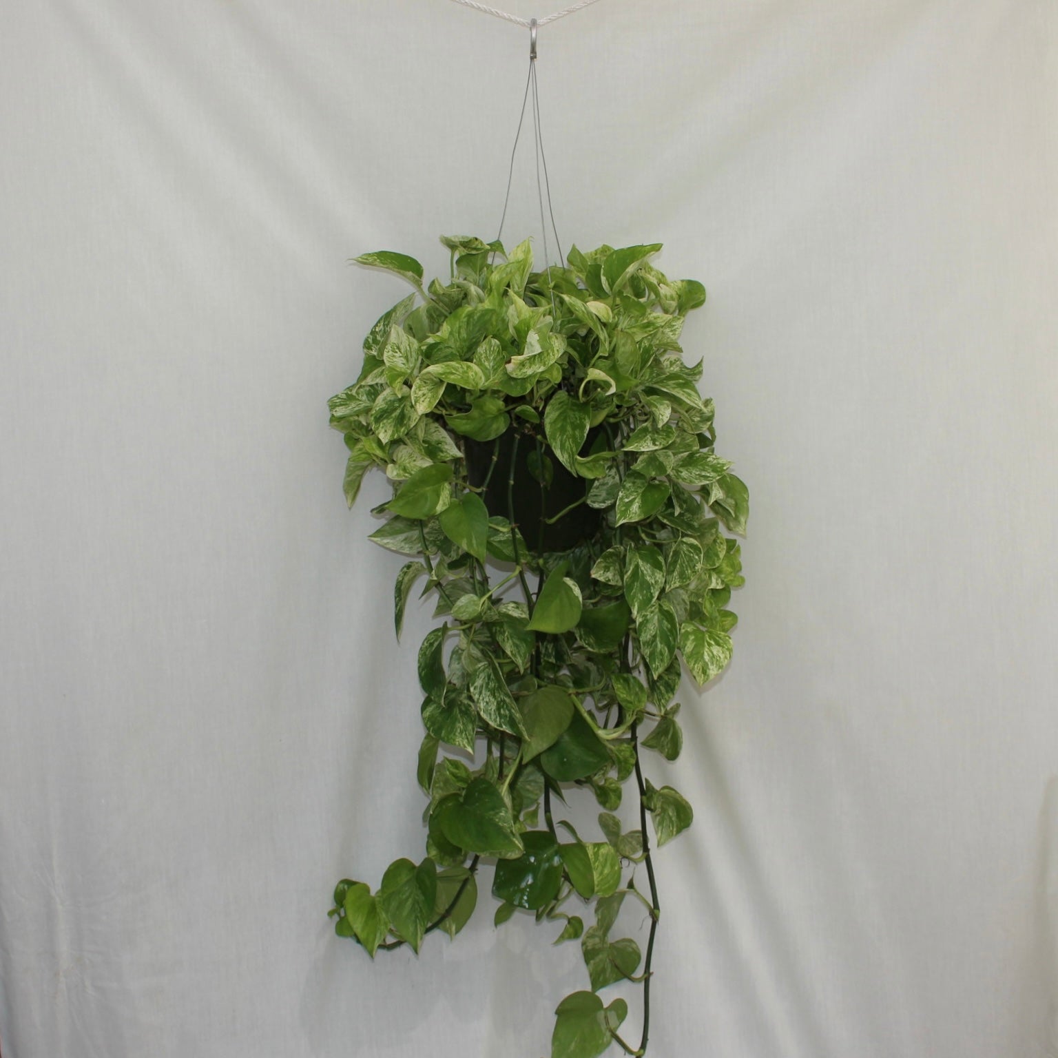 Marble Queen Pothos 8" Pot