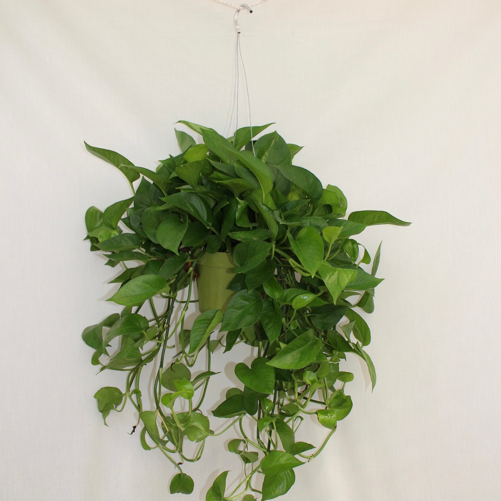 Jade Pothos 6" Pot