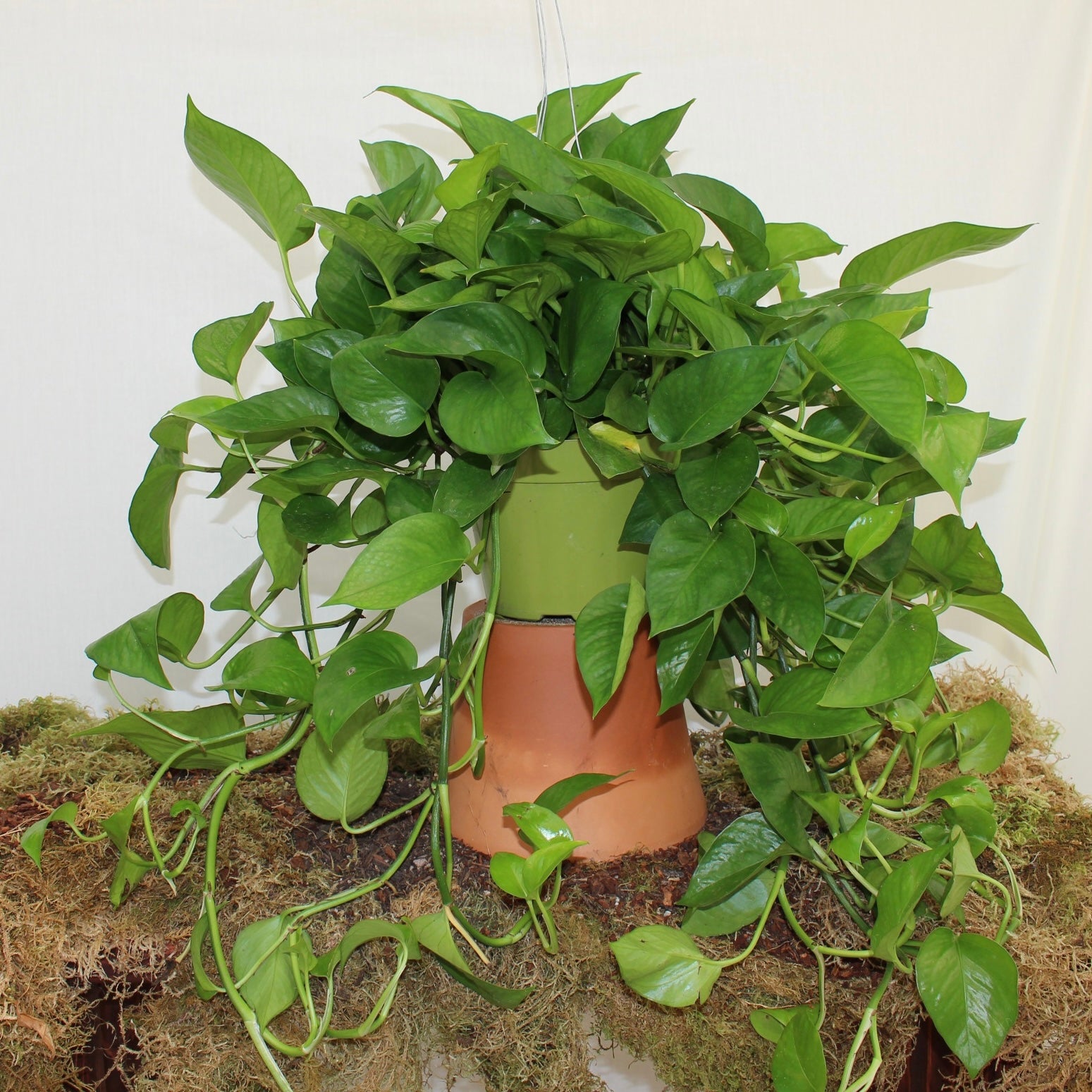 Jade Pothos 6" Pot