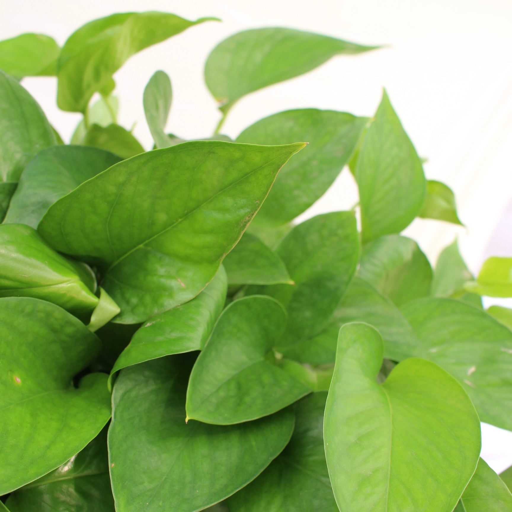 Jade Pothos 6" Pot