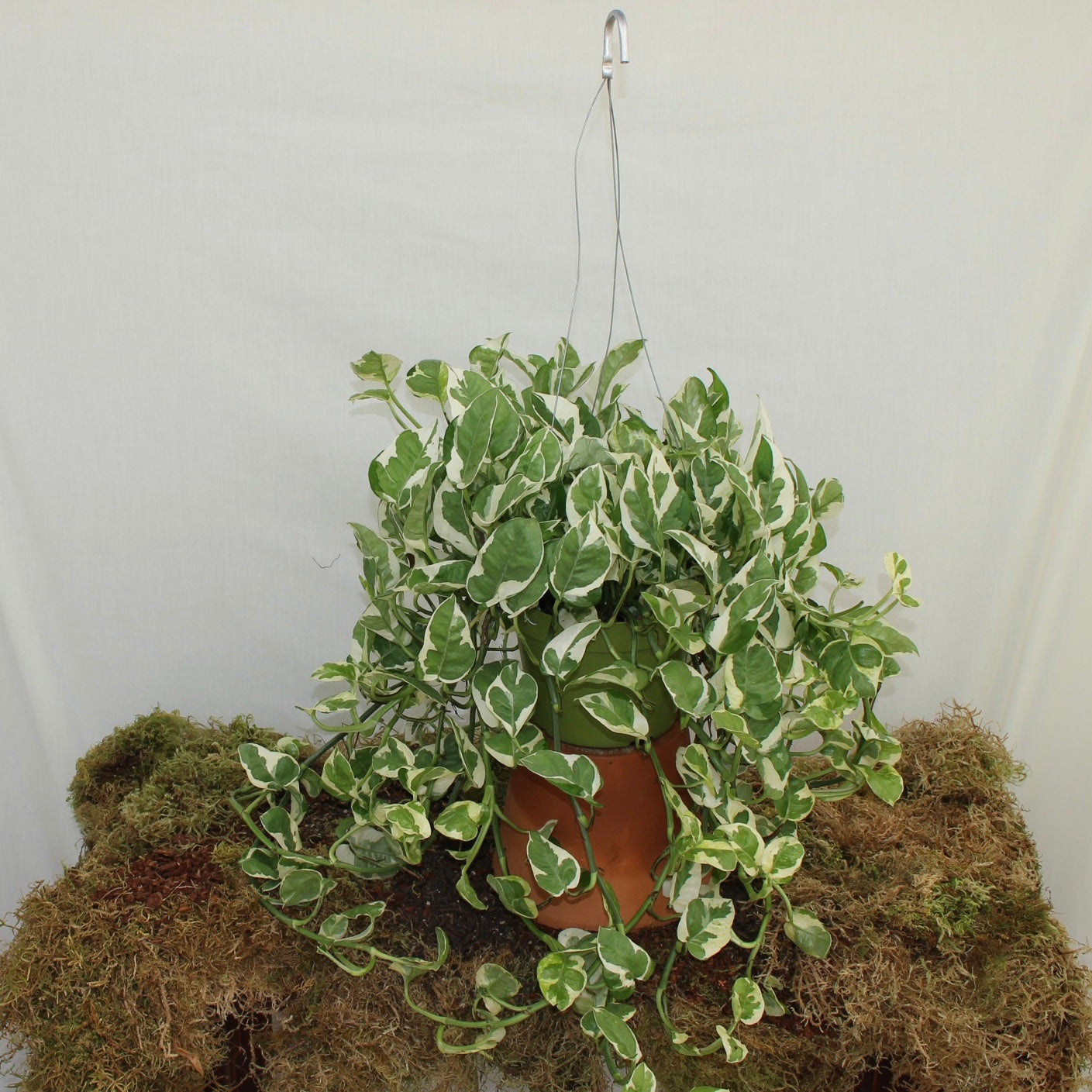 N'Joy Pothos 6" Pot