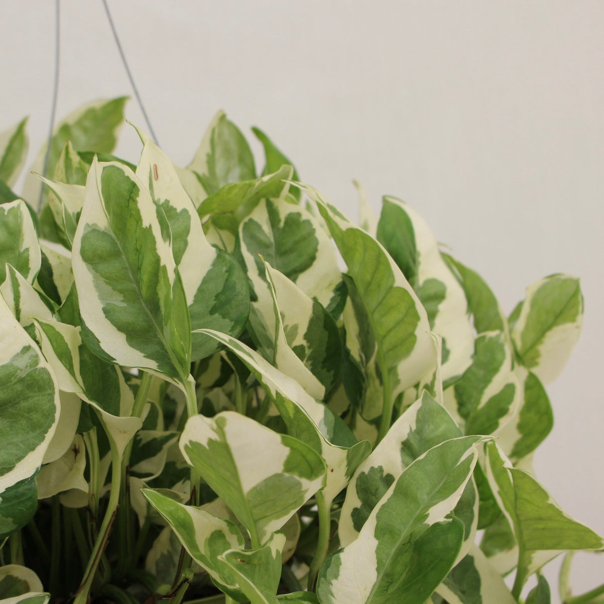 N'Joy Pothos 6" Pot