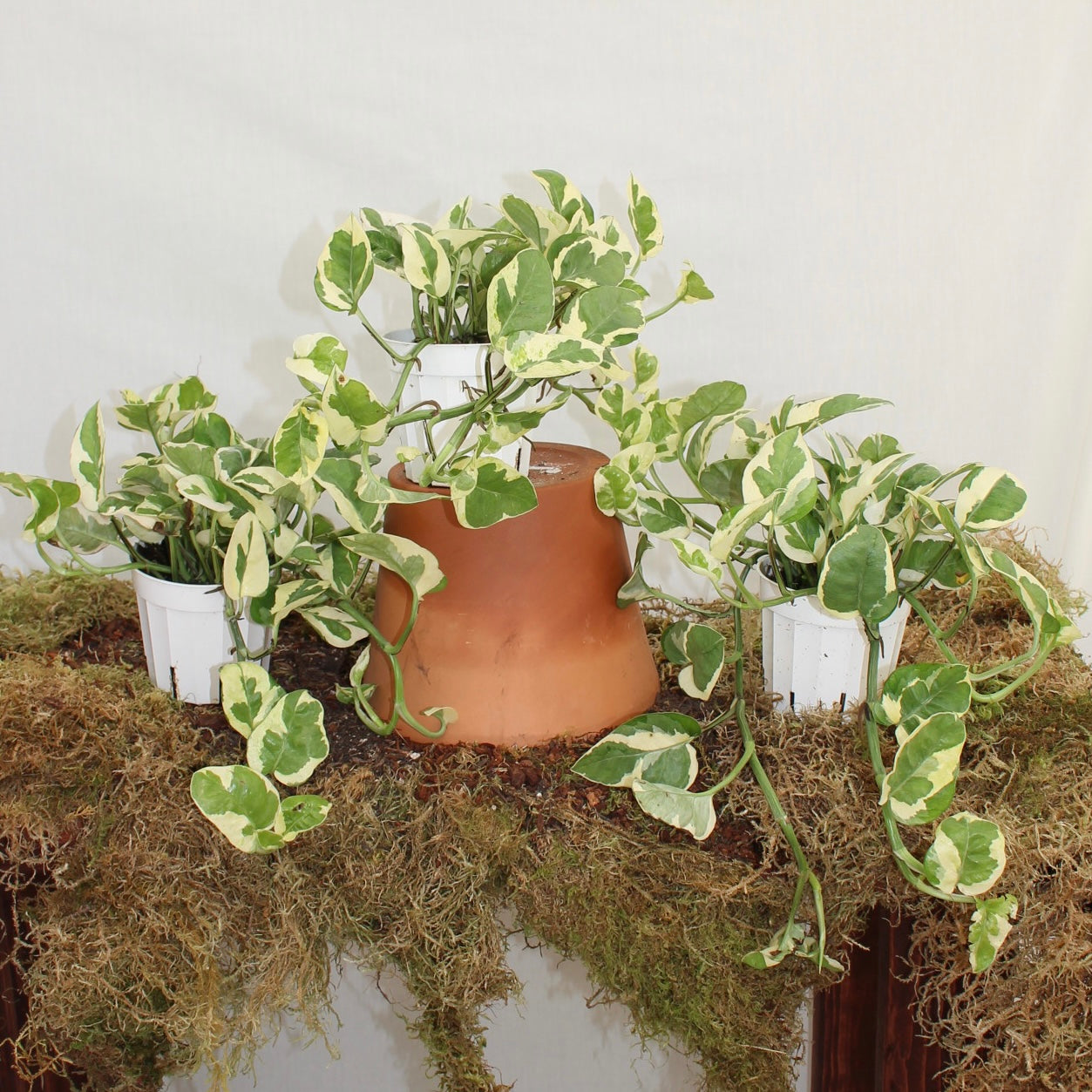 N'Joy Pothos 4" Pot