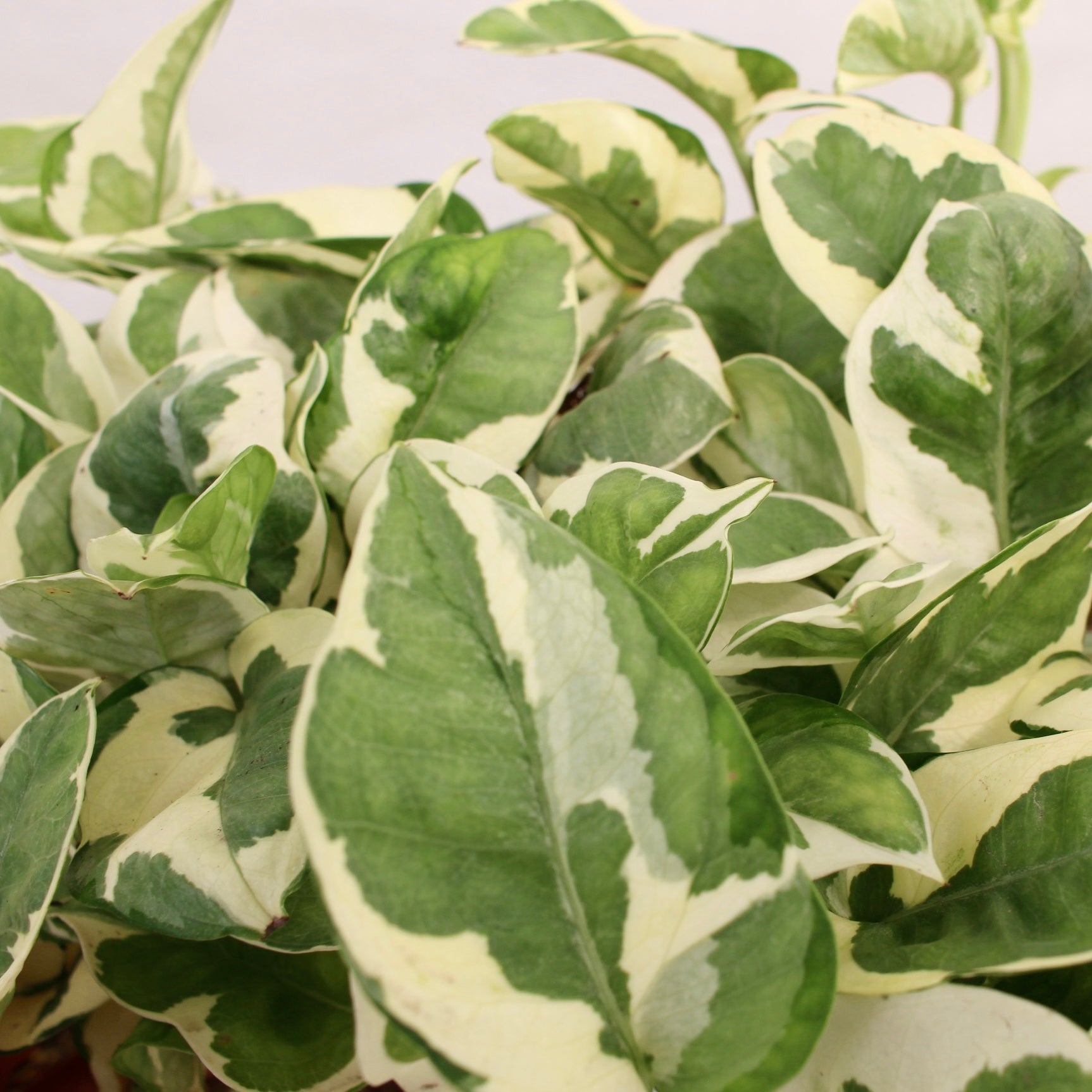 N'Joy Pothos 4" Pot