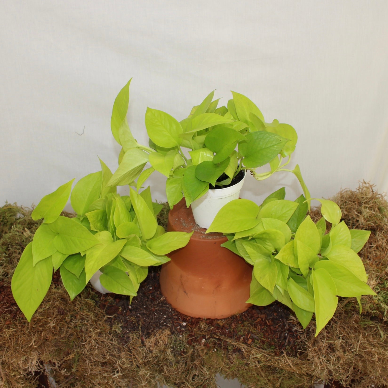 Neon Pothos 4" Pot