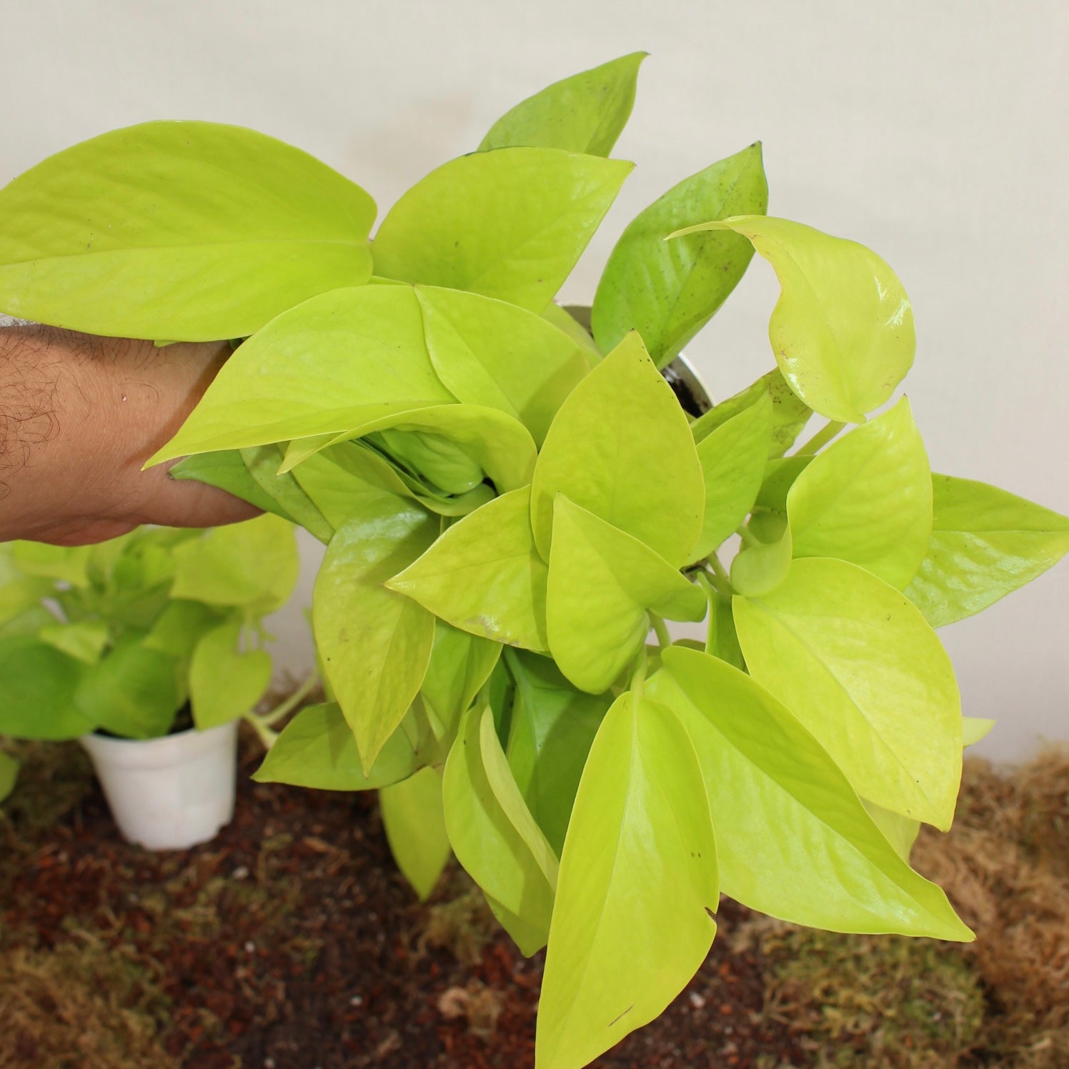 Neon Pothos 4" Pot