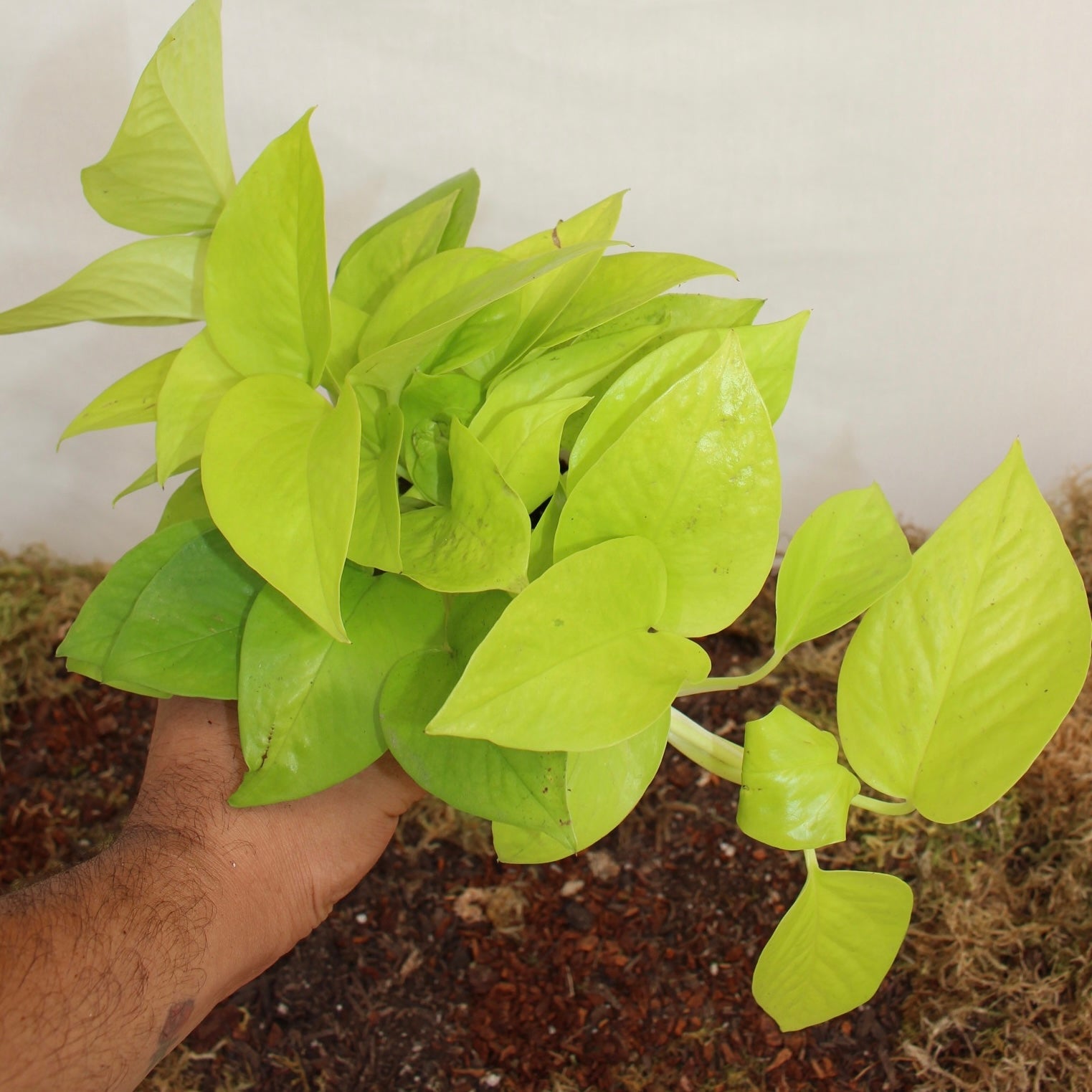 Neon Pothos 4" Pot