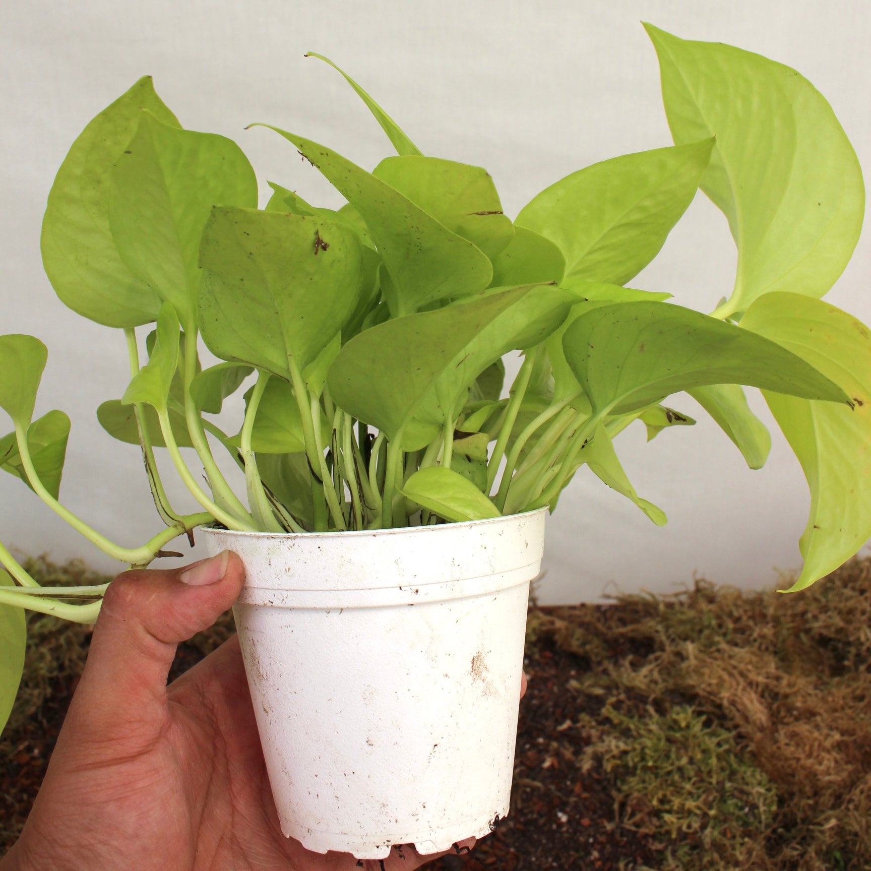 Neon Pothos 4" Pot