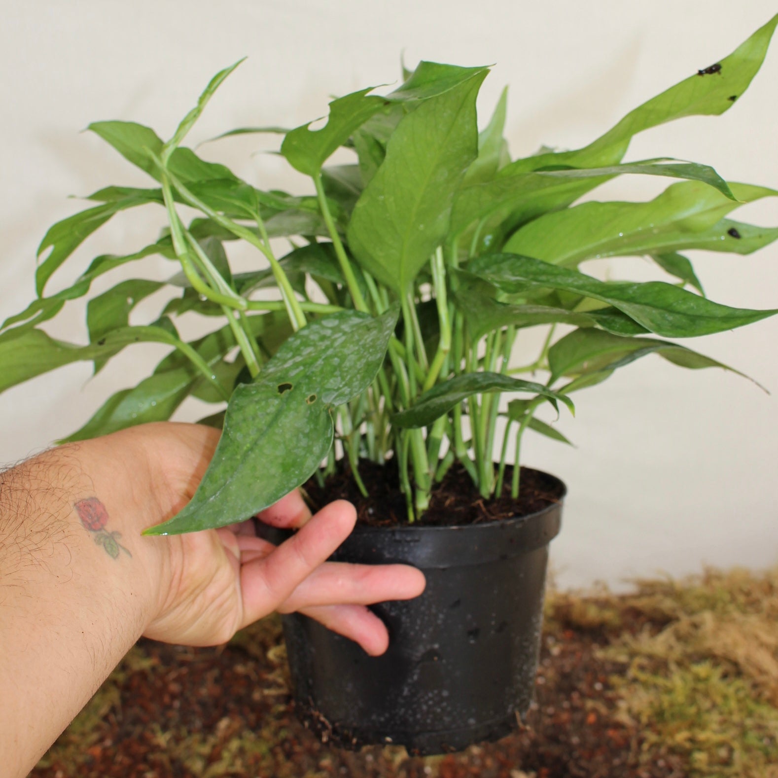 Baltic Blue Pothos 6" Pot