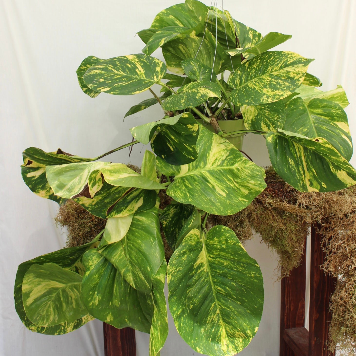 Hawaiian Pothos 10" Pot