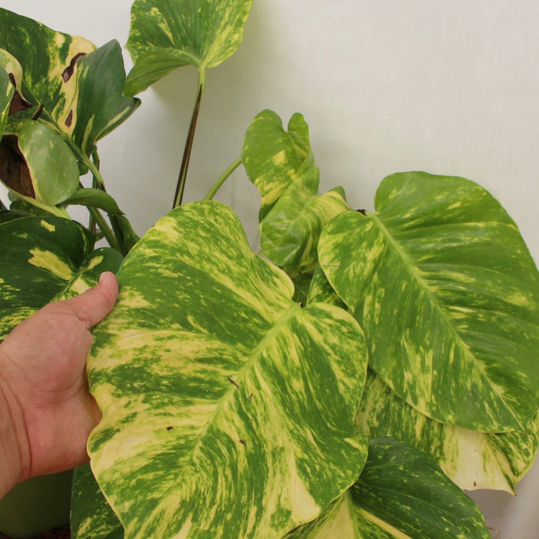 Hawaiian Pothos 10" Pot