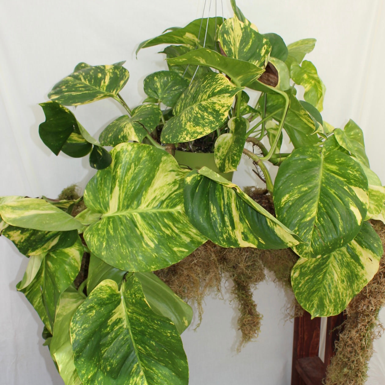 Hawaiian Pothos 10" Pot