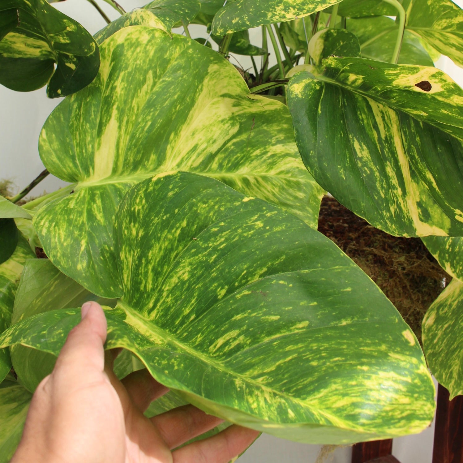 Hawaiian Pothos 10" Pot